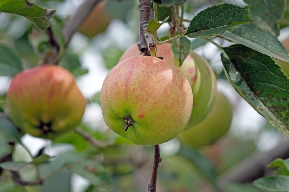 12 Fastest-Growing Fruit Trees To Transform Your Landscape
