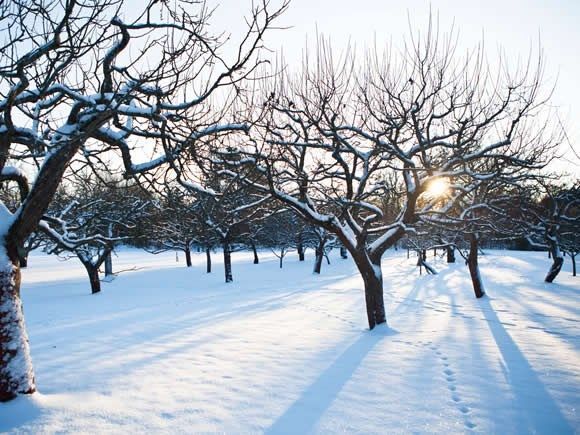 Your fruit trees need to "Chill Out" - What are Chill Hours & Why Are They Important?