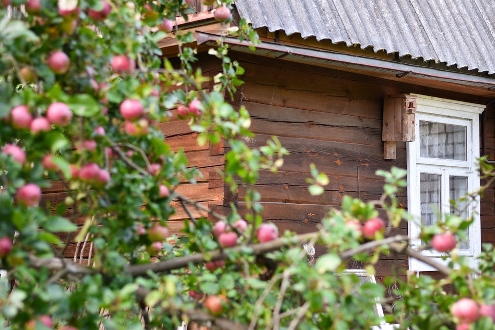 6 Apple Tree Varieties You Can Grow In Your Garden