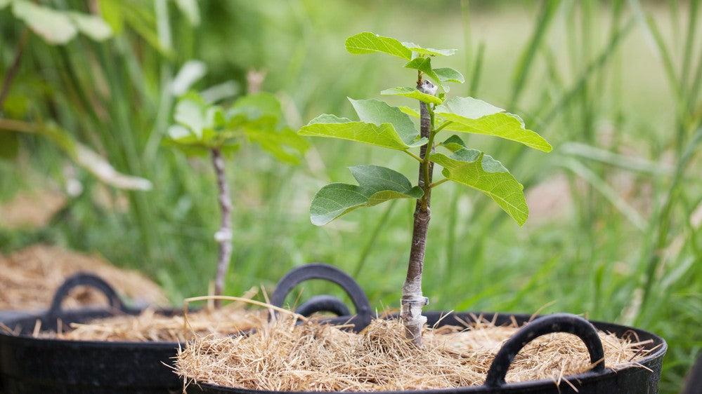 How To Grow Fig Trees: A Guide For Beginners