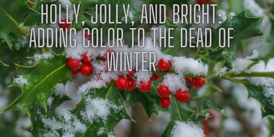 Holly, Jolly, and Bright: Adding Color to the Dead of Winter