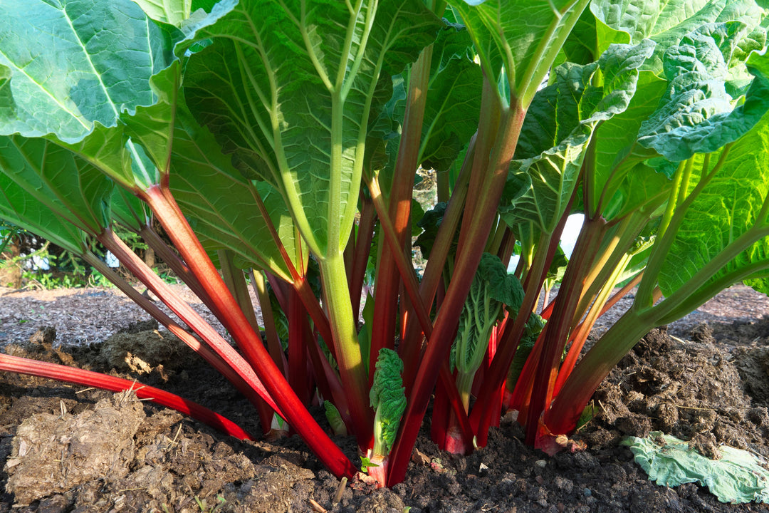 Guide to Planting and Enjoying Rhubarb