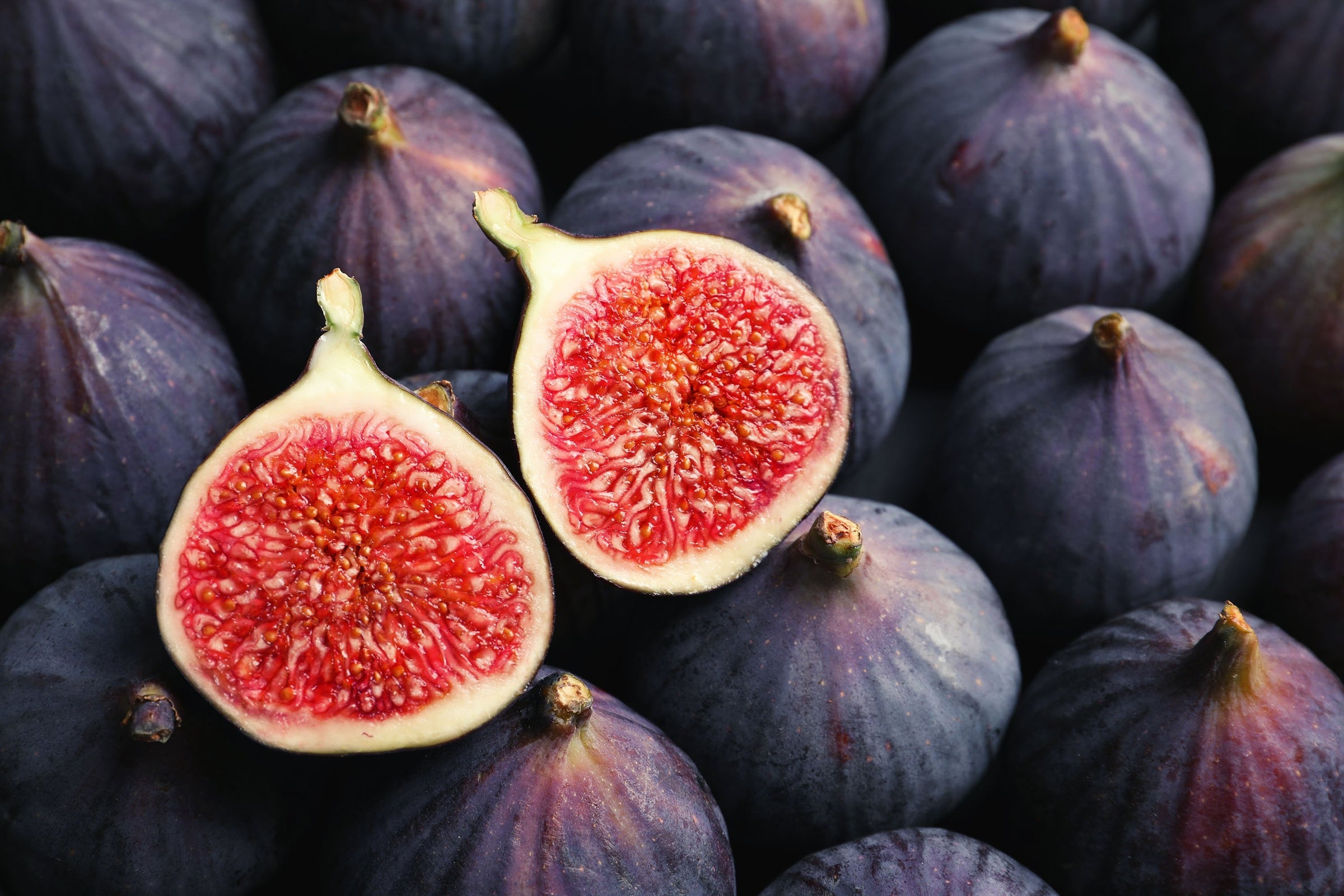 Fig Trees for Sale