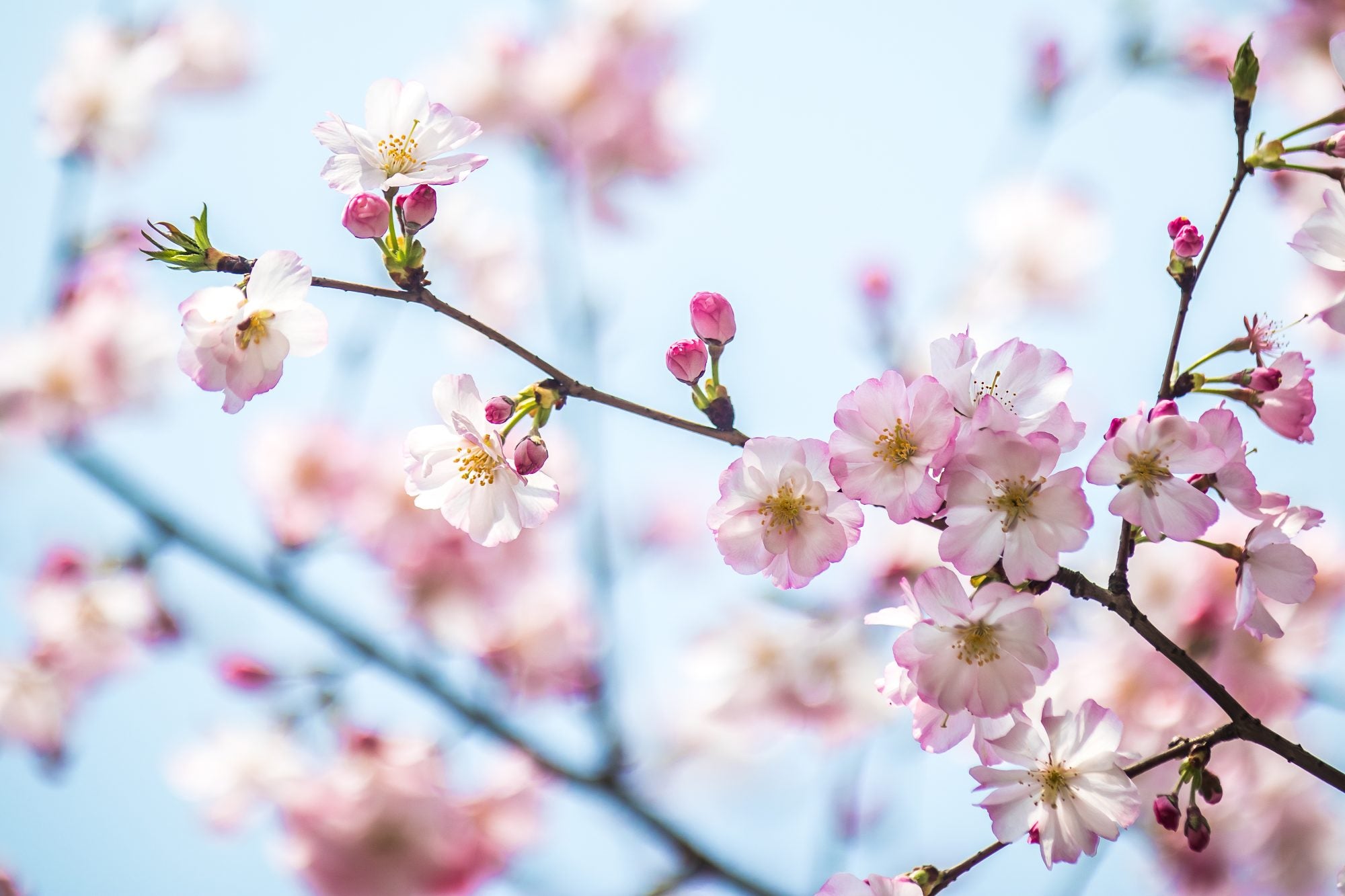 Flowering Cherry Trees for Sale