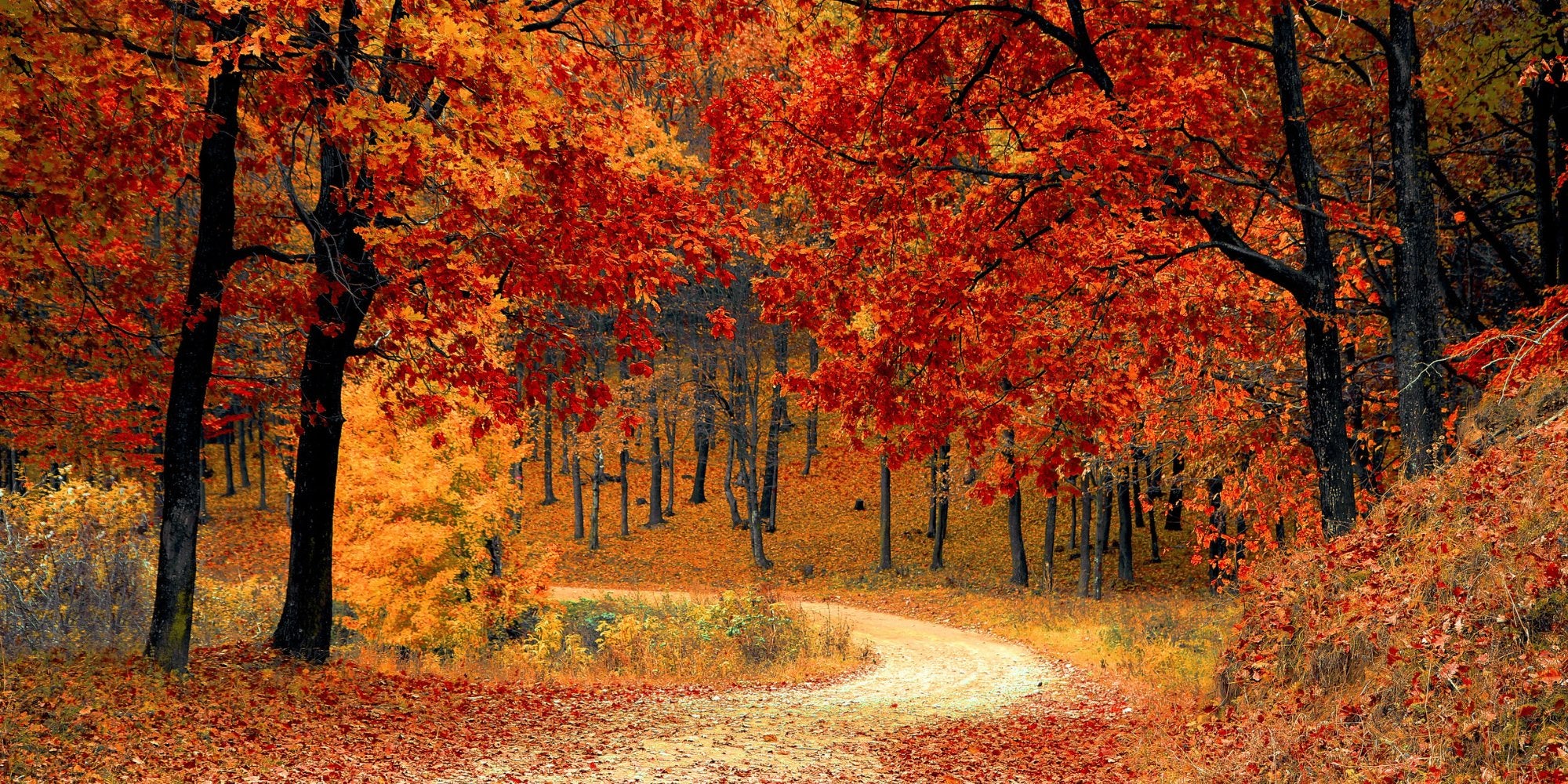 Fall Color Trees for Sale