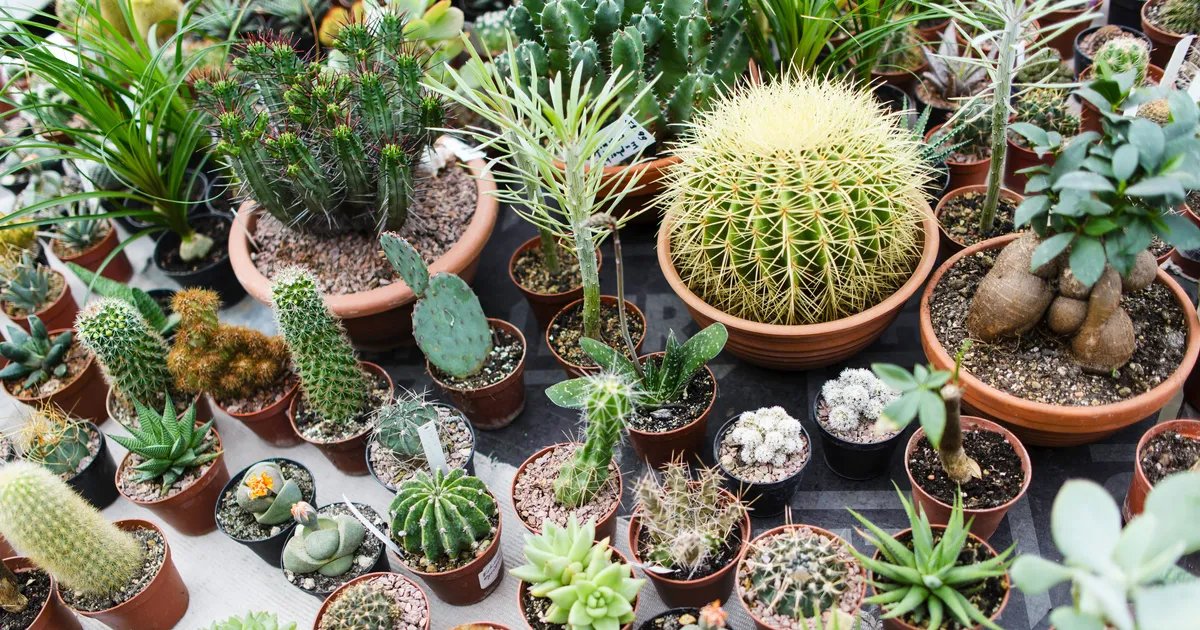Succulent Plants & Cactus Plants for Sale