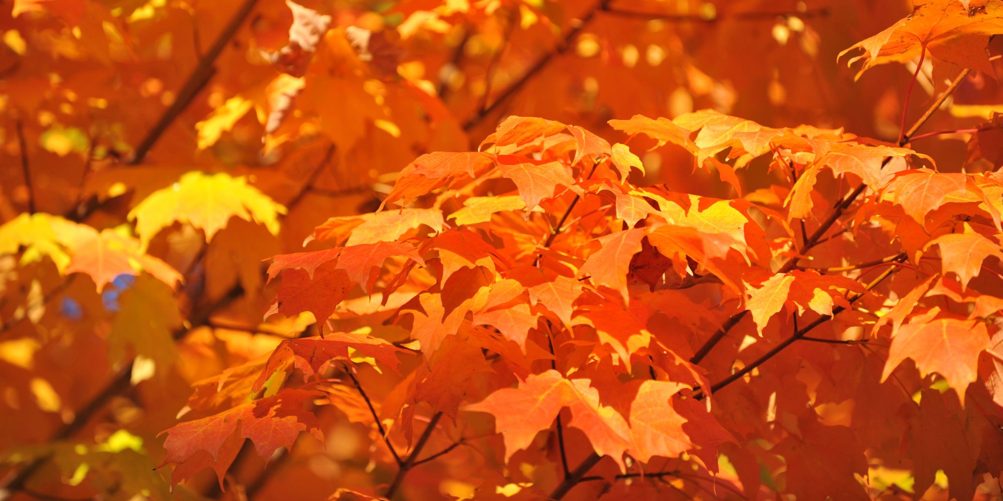 Sugar Maple Tree