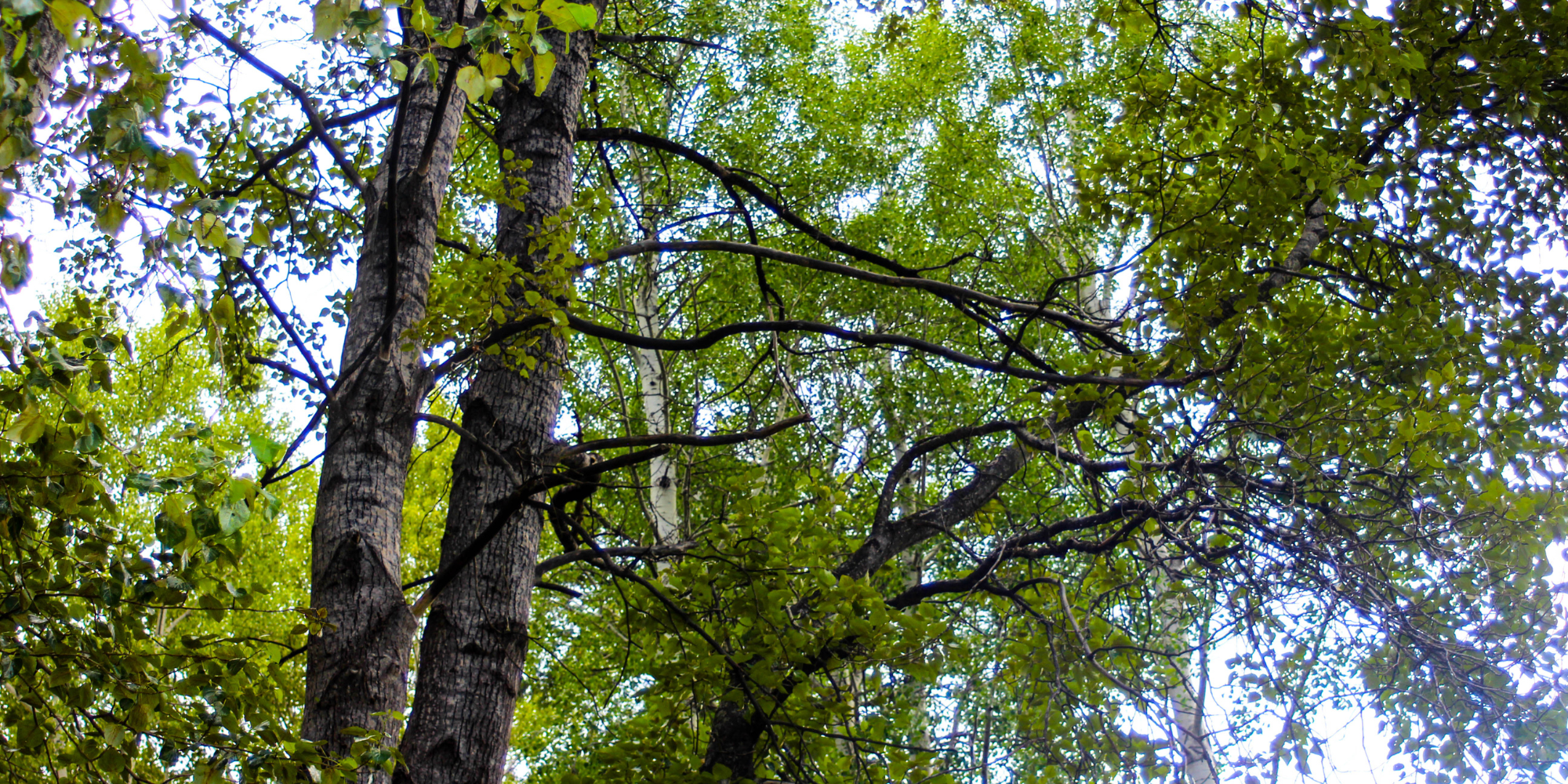 Disease Resistant Trees for Sale