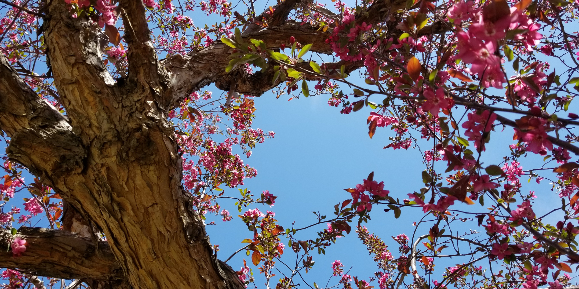 Fragrant Trees for Sale
