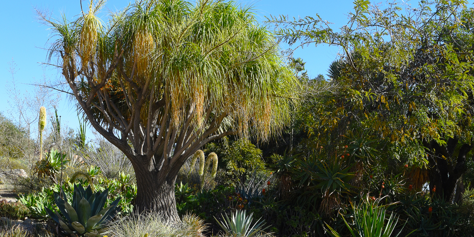Drought Tolerant Trees
