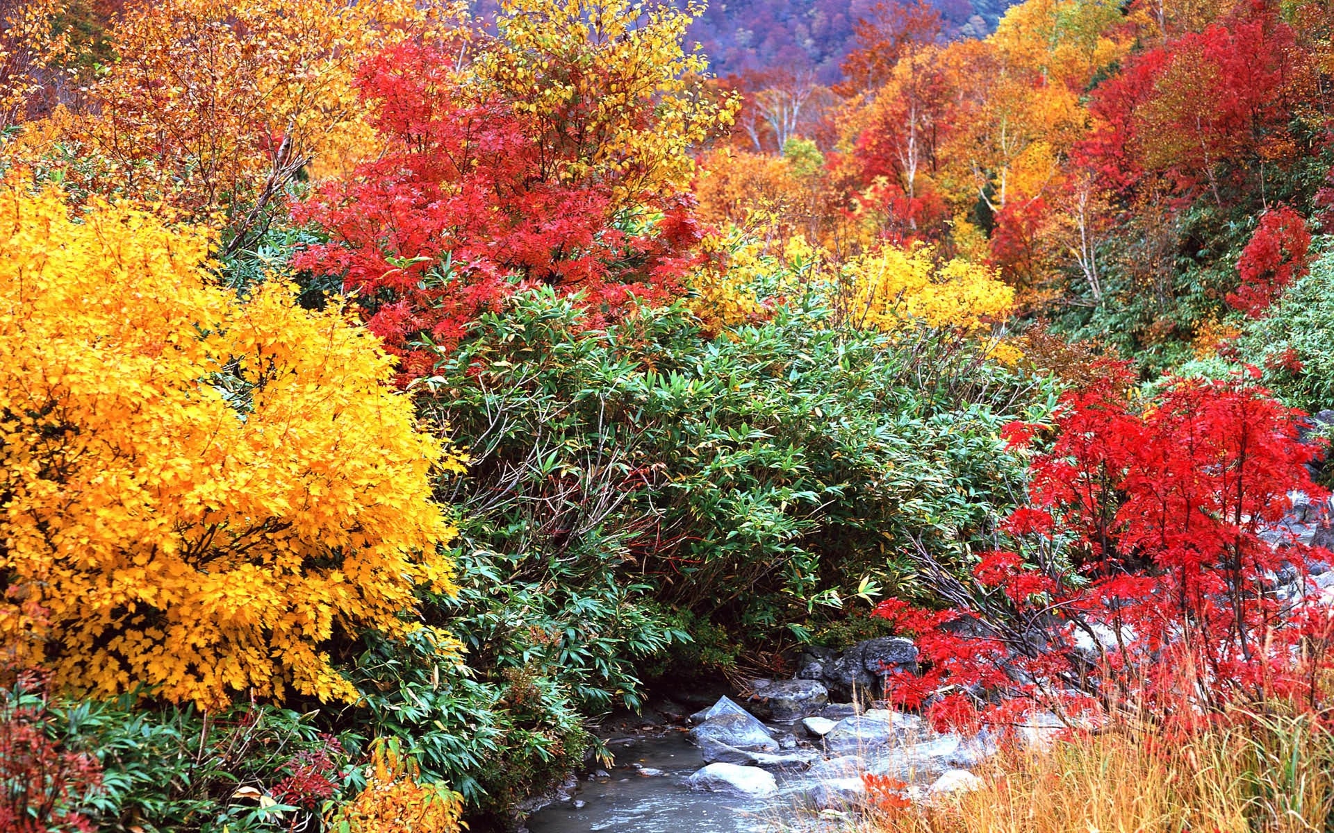 Fall Color Shrubs