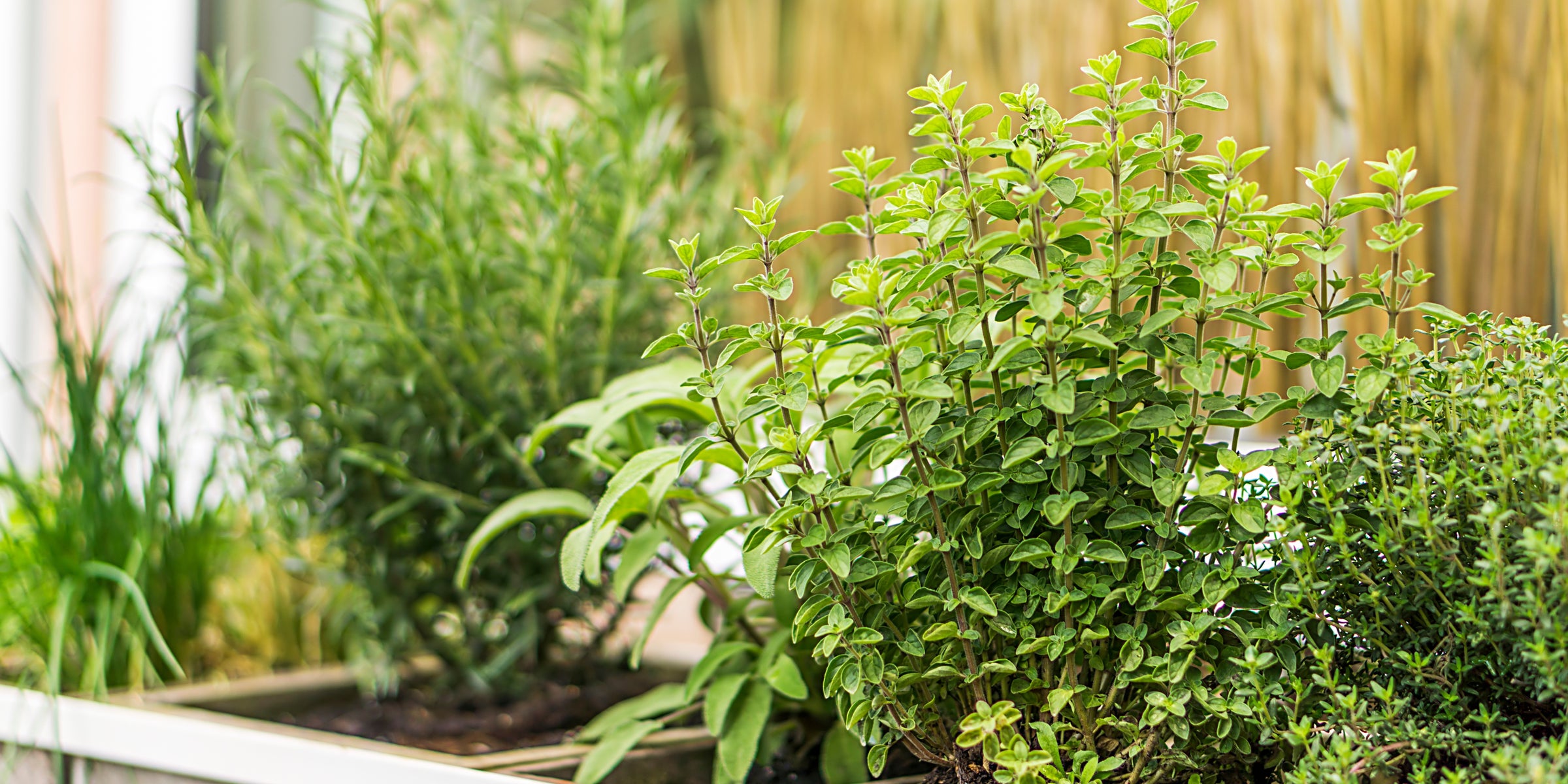 Herb Plants for Sale
