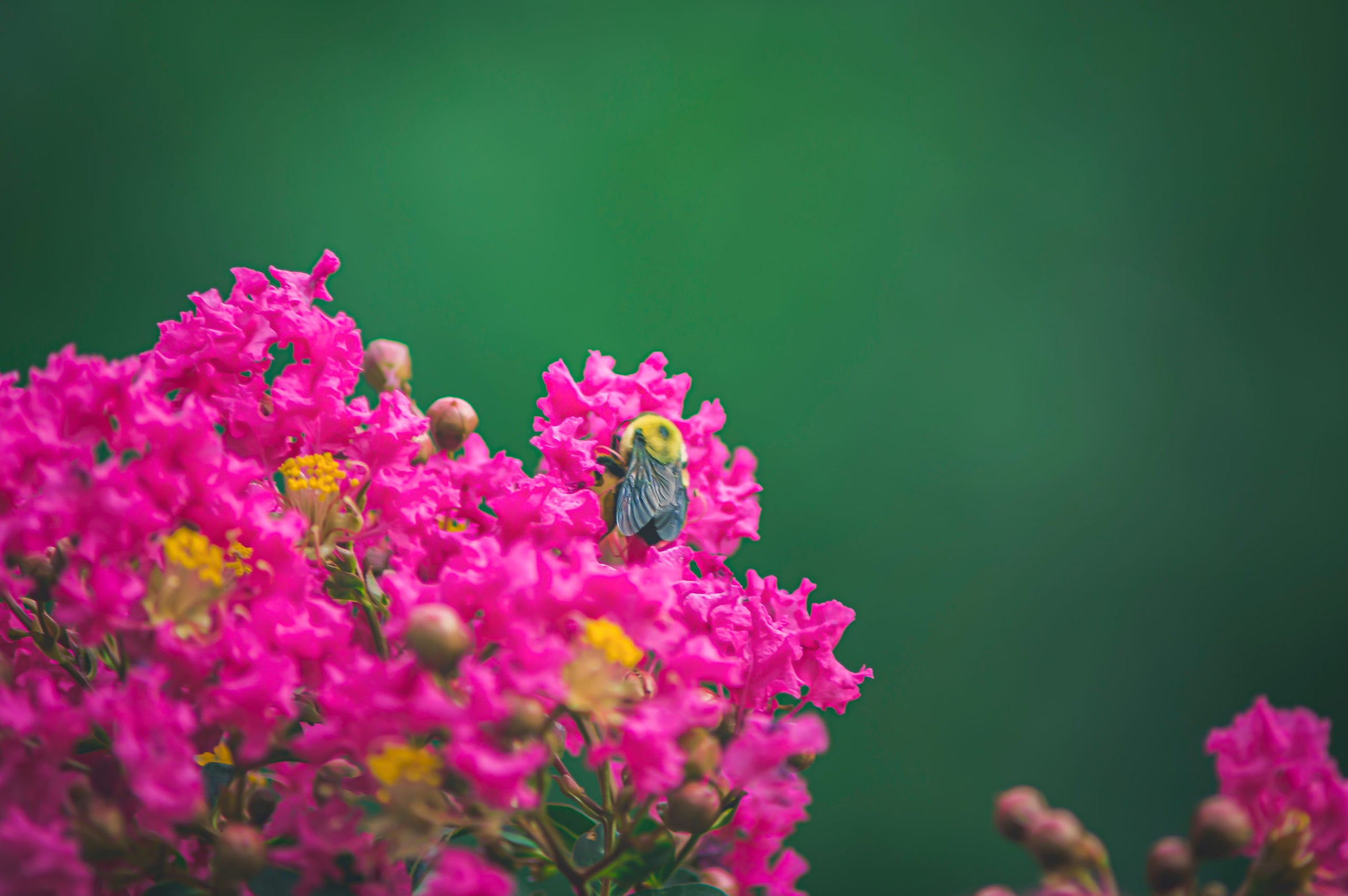 Dynamite Crape Myrtle