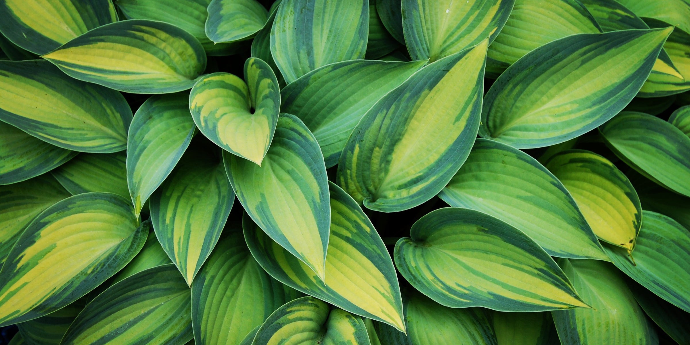 june hosta with dark and light green striping