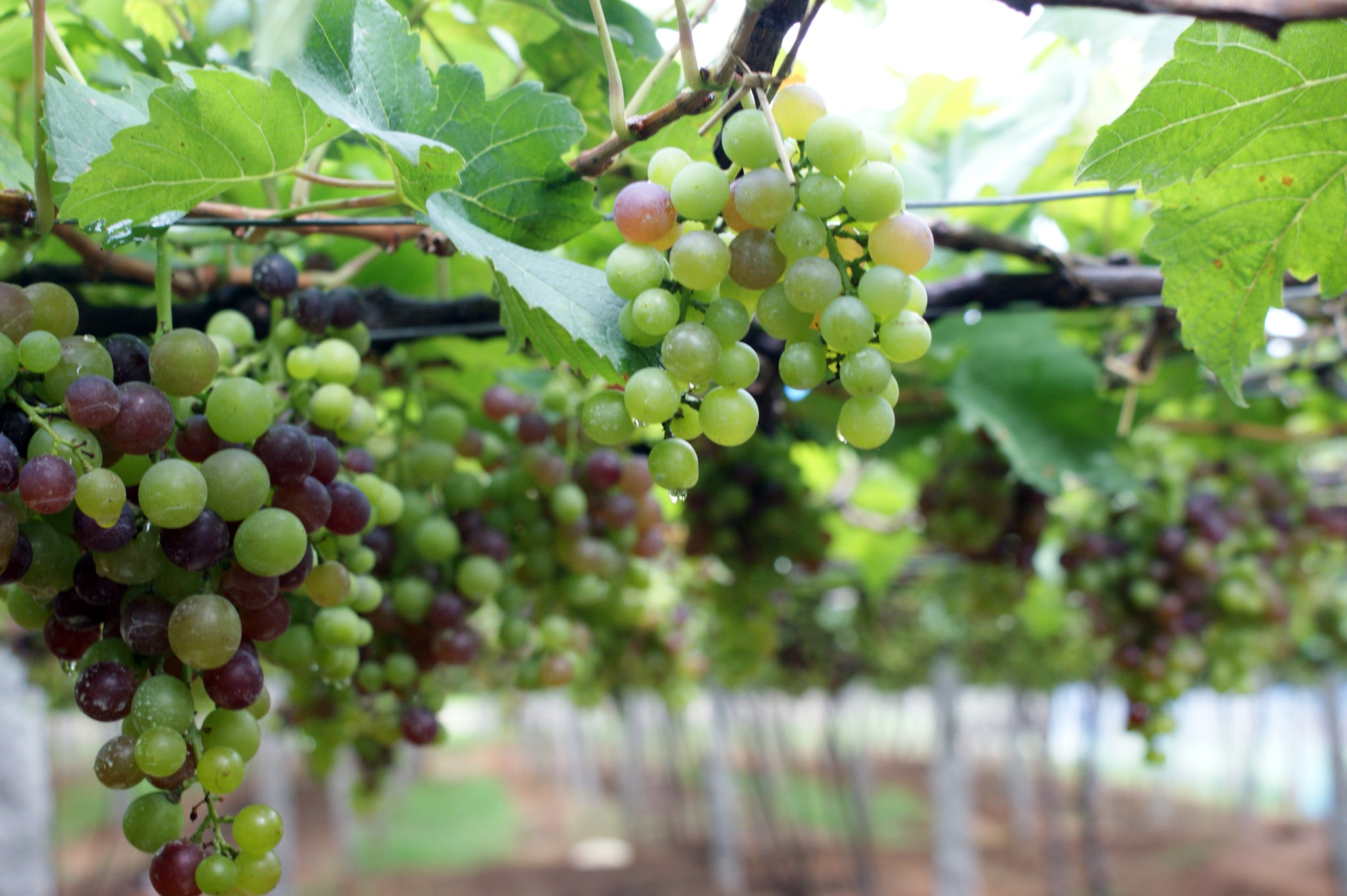 Grape Vine