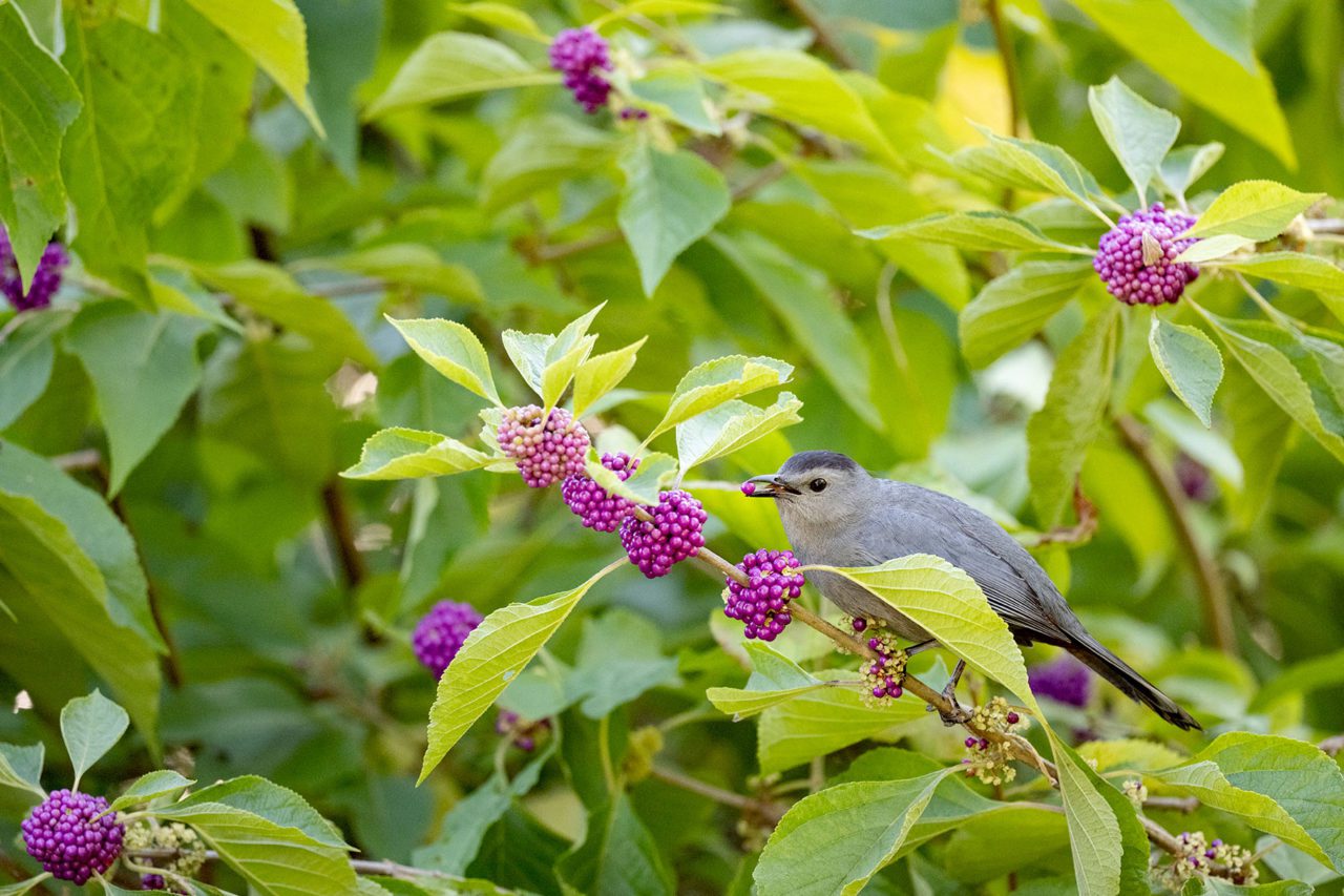 Shrubs that Attract Wildlife