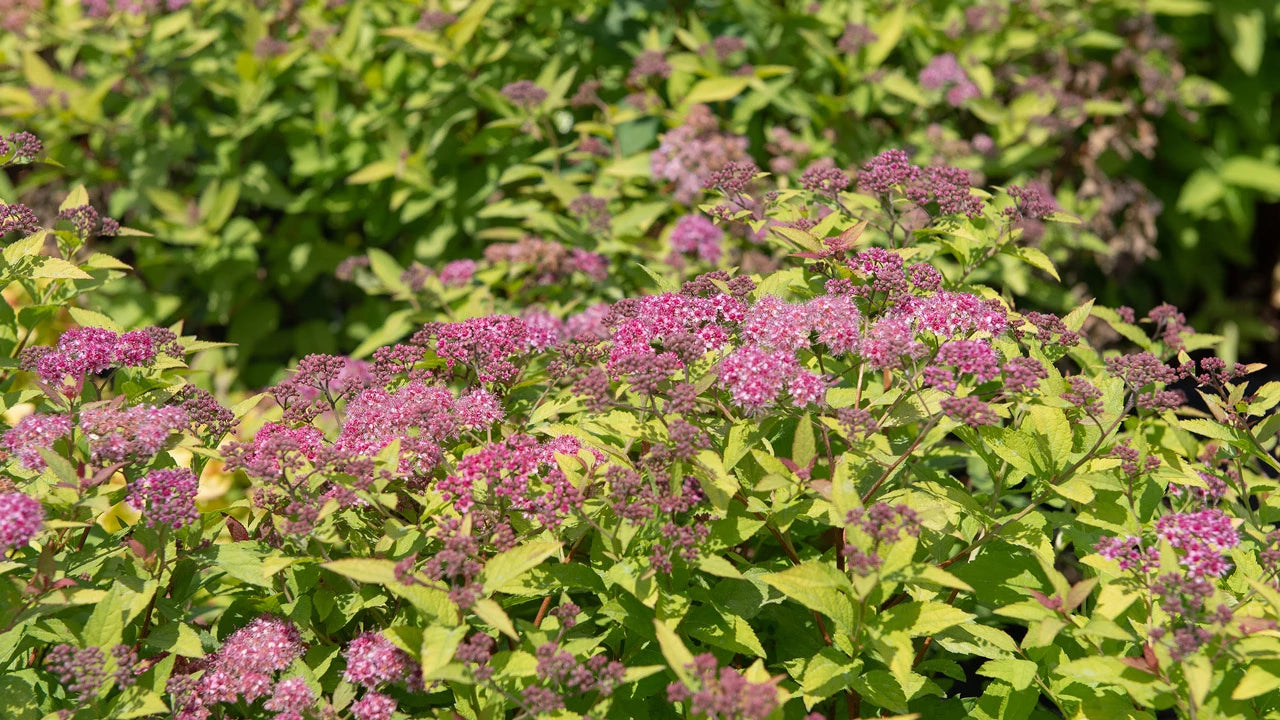 Disease Resistant Shrubs for Sale
