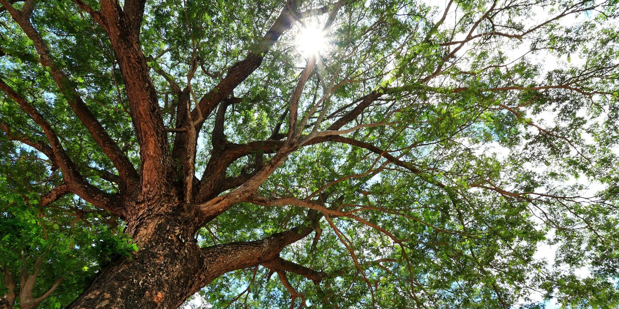 Willow Tree