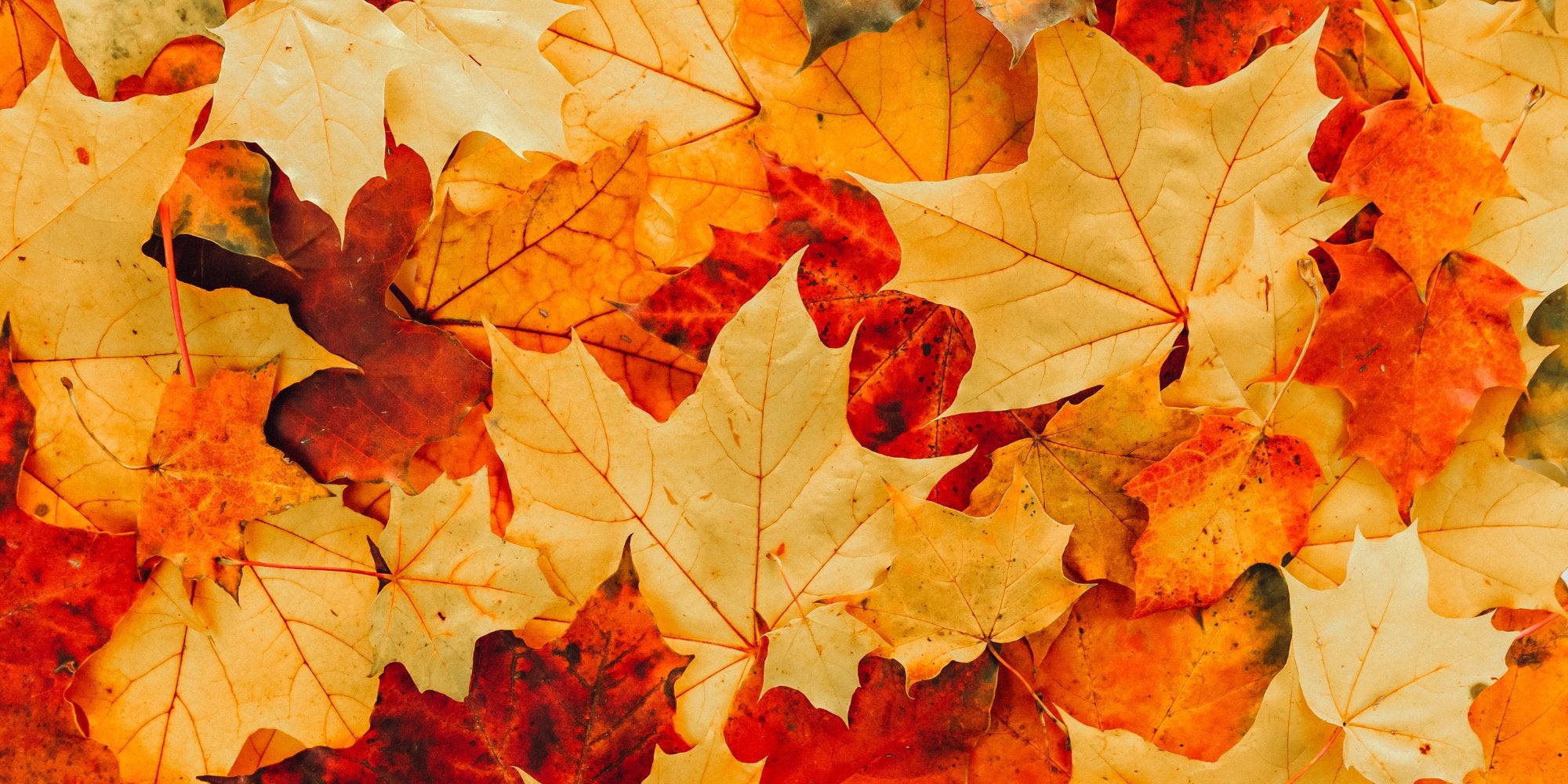 October Glory Red Maple leaf