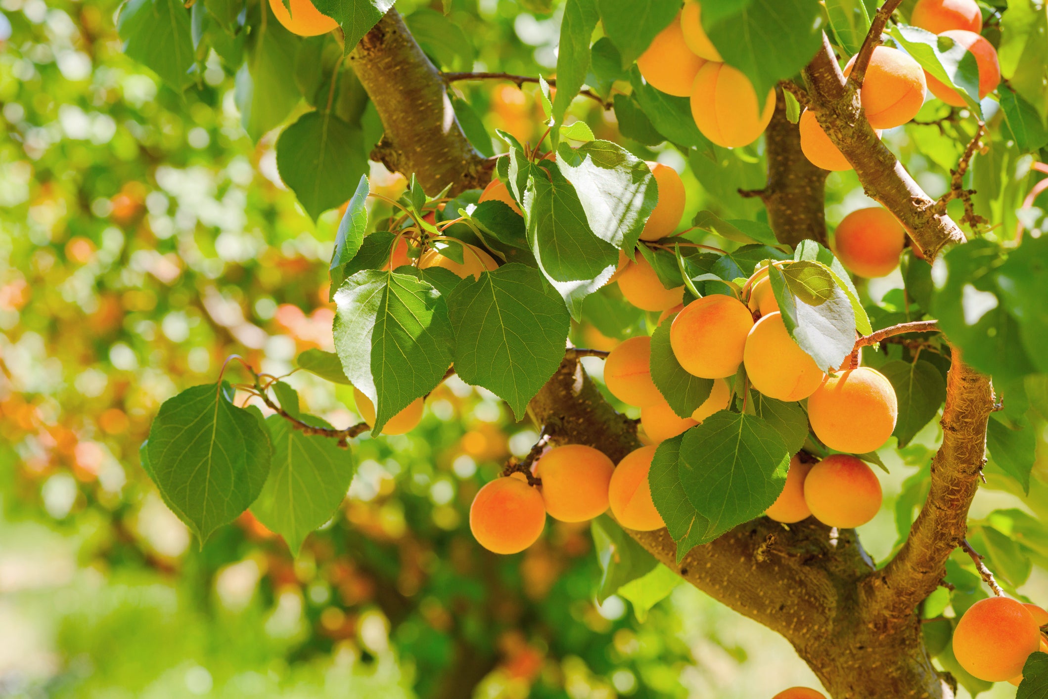 Fruit Trees for Sale