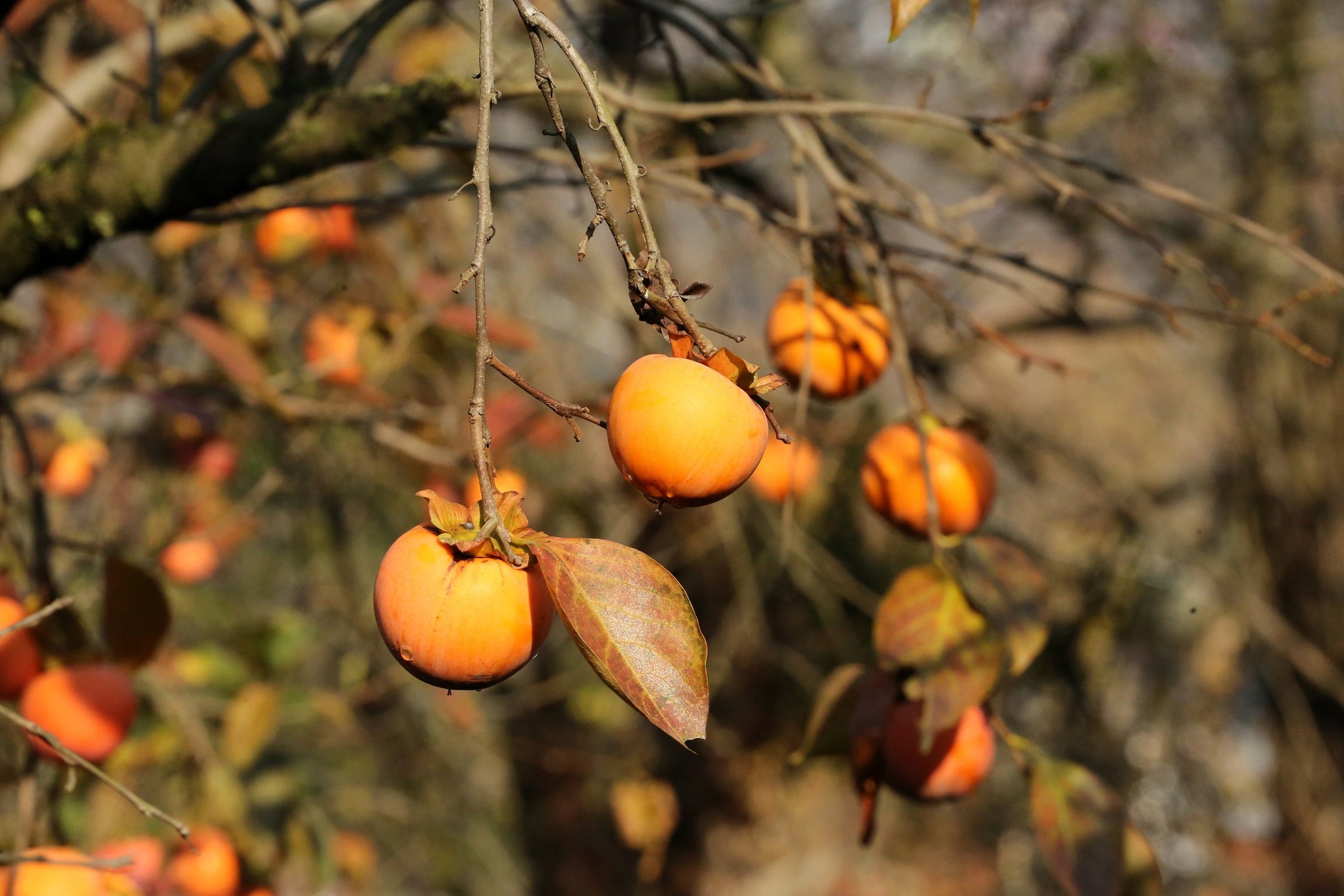 Other Fruit Trees for Sale