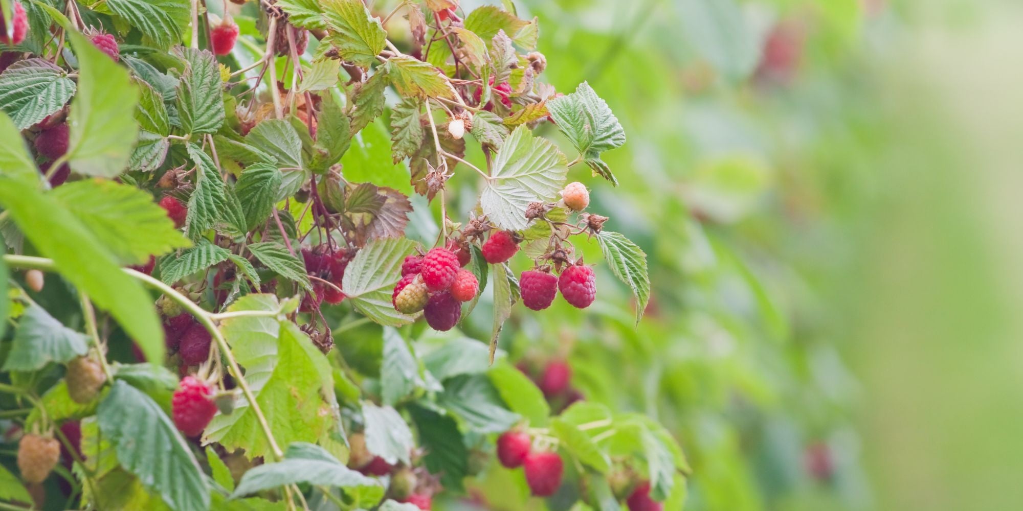 Blueberry Bush