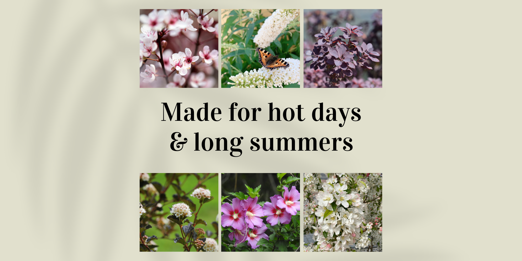 Summer collection