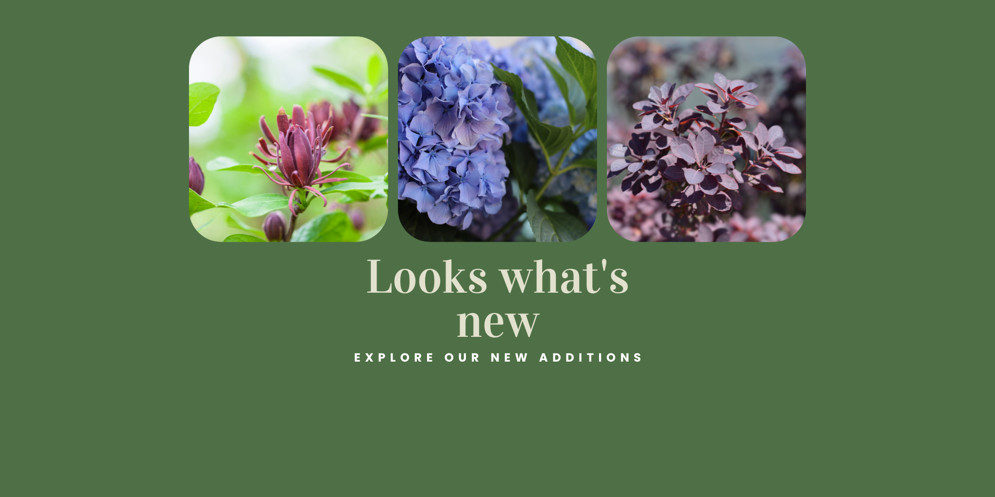New