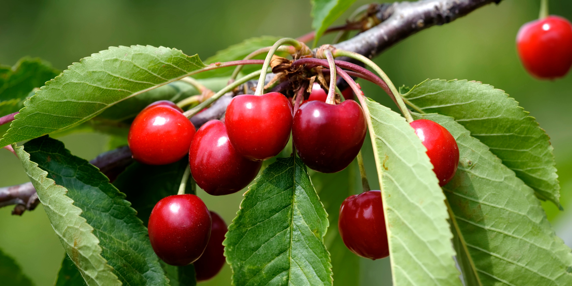 Cherry Trees