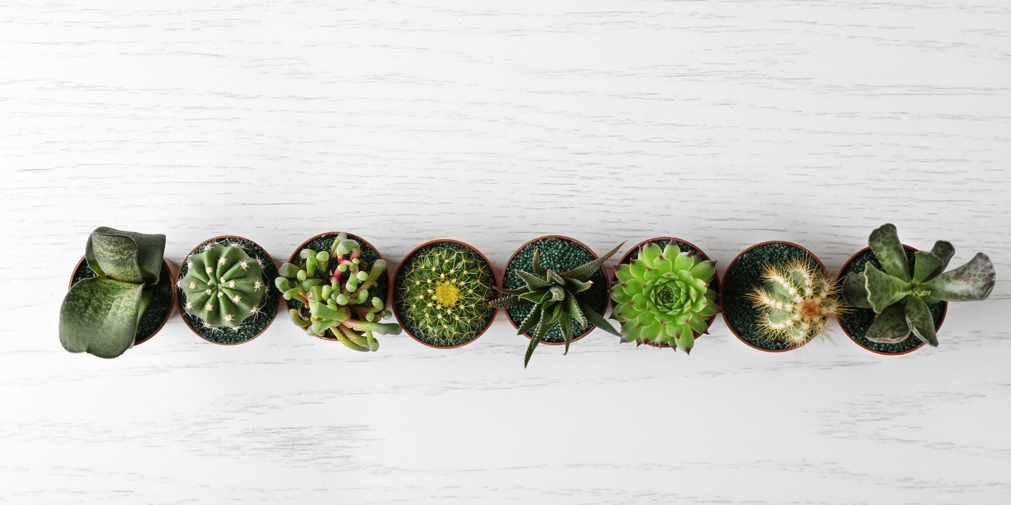 Succulents