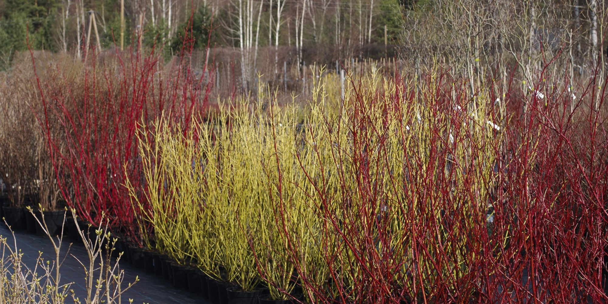 Dogwood Shrubs for Sale