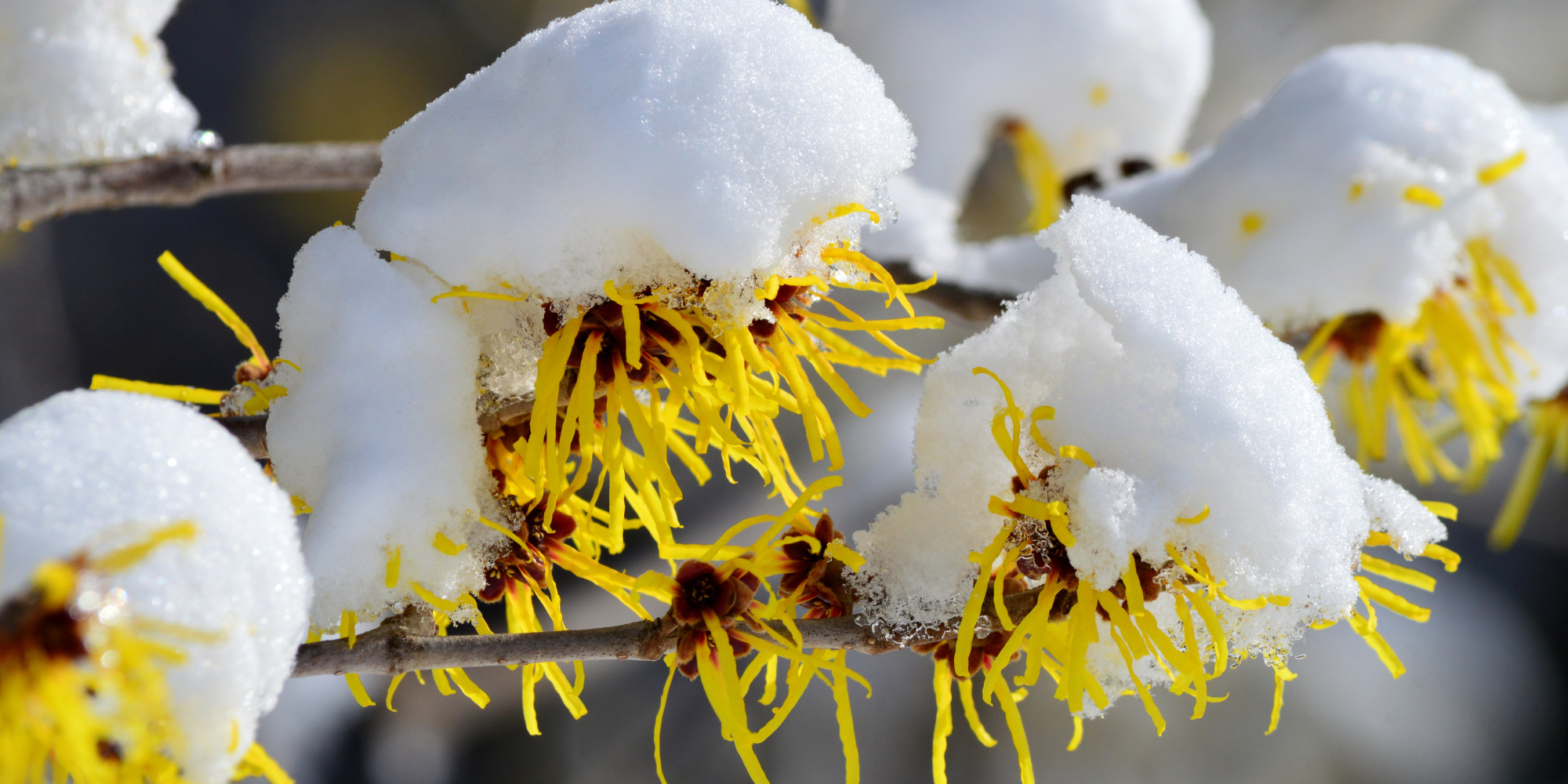 Winter Color