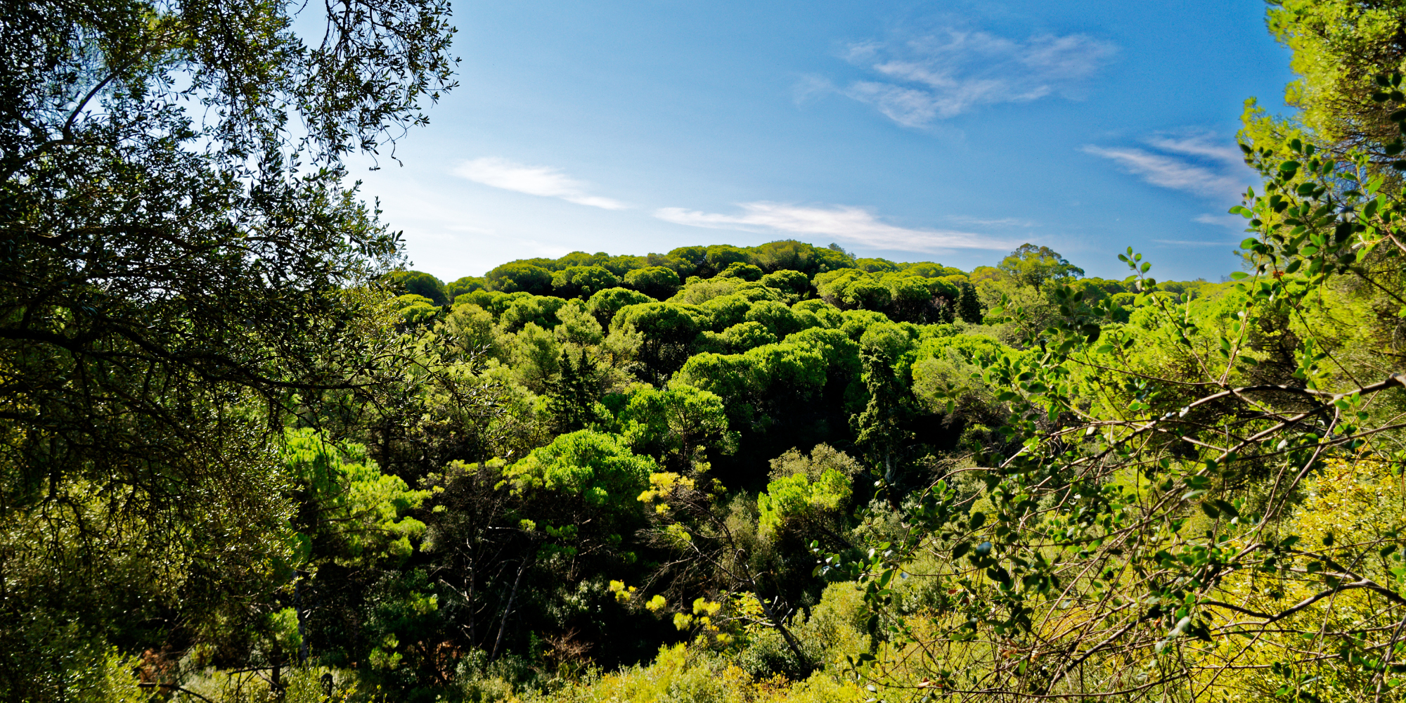 Native Trees for Sale