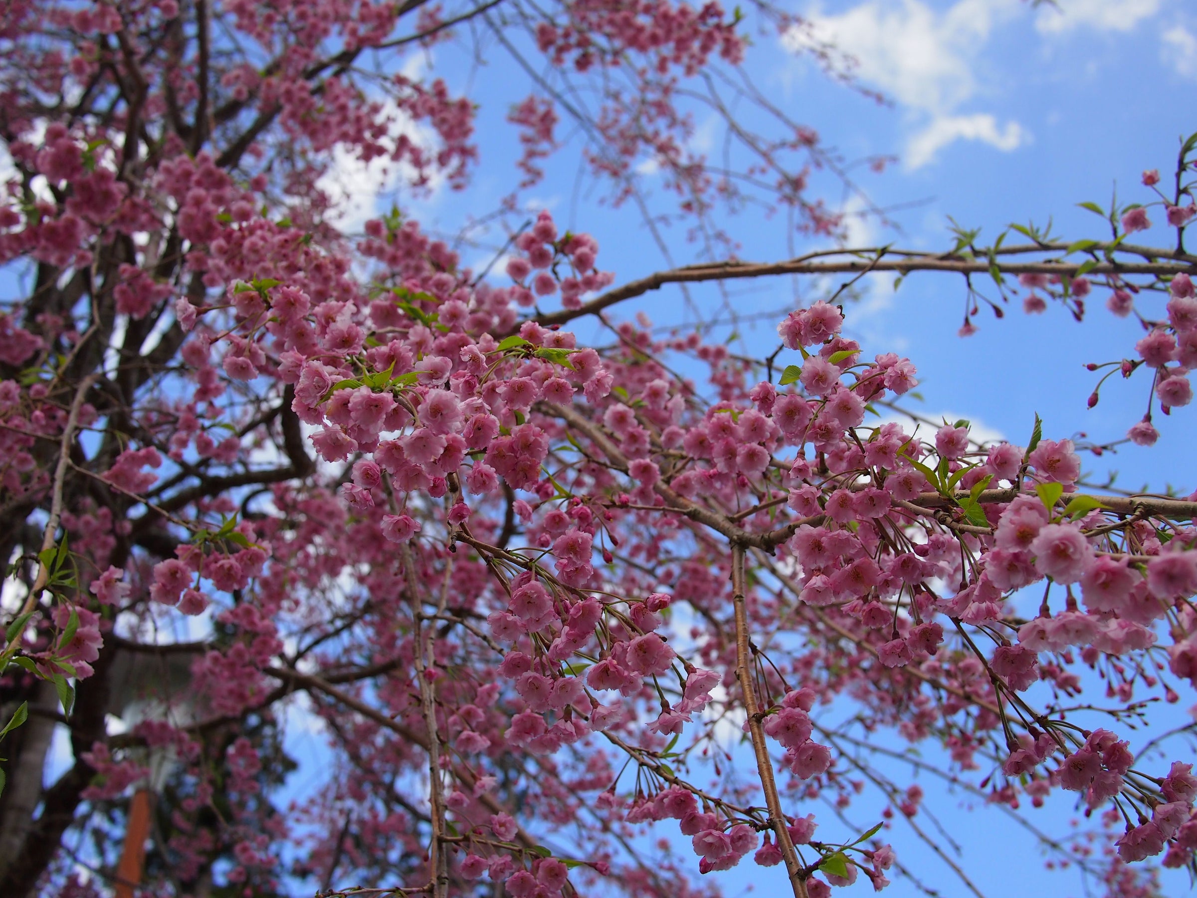 Weeping Cherry Tree