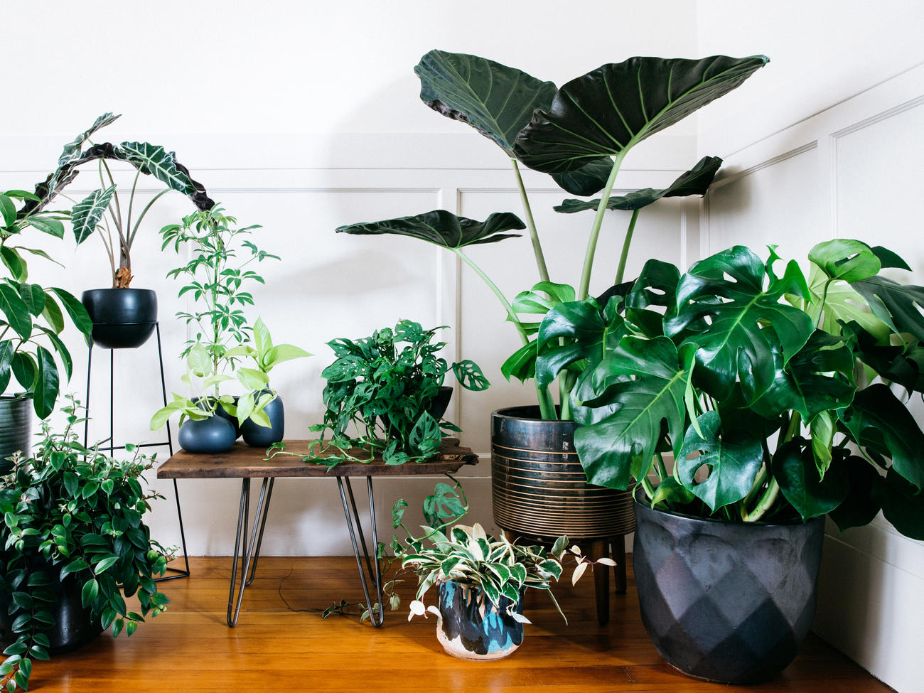 More House Plants