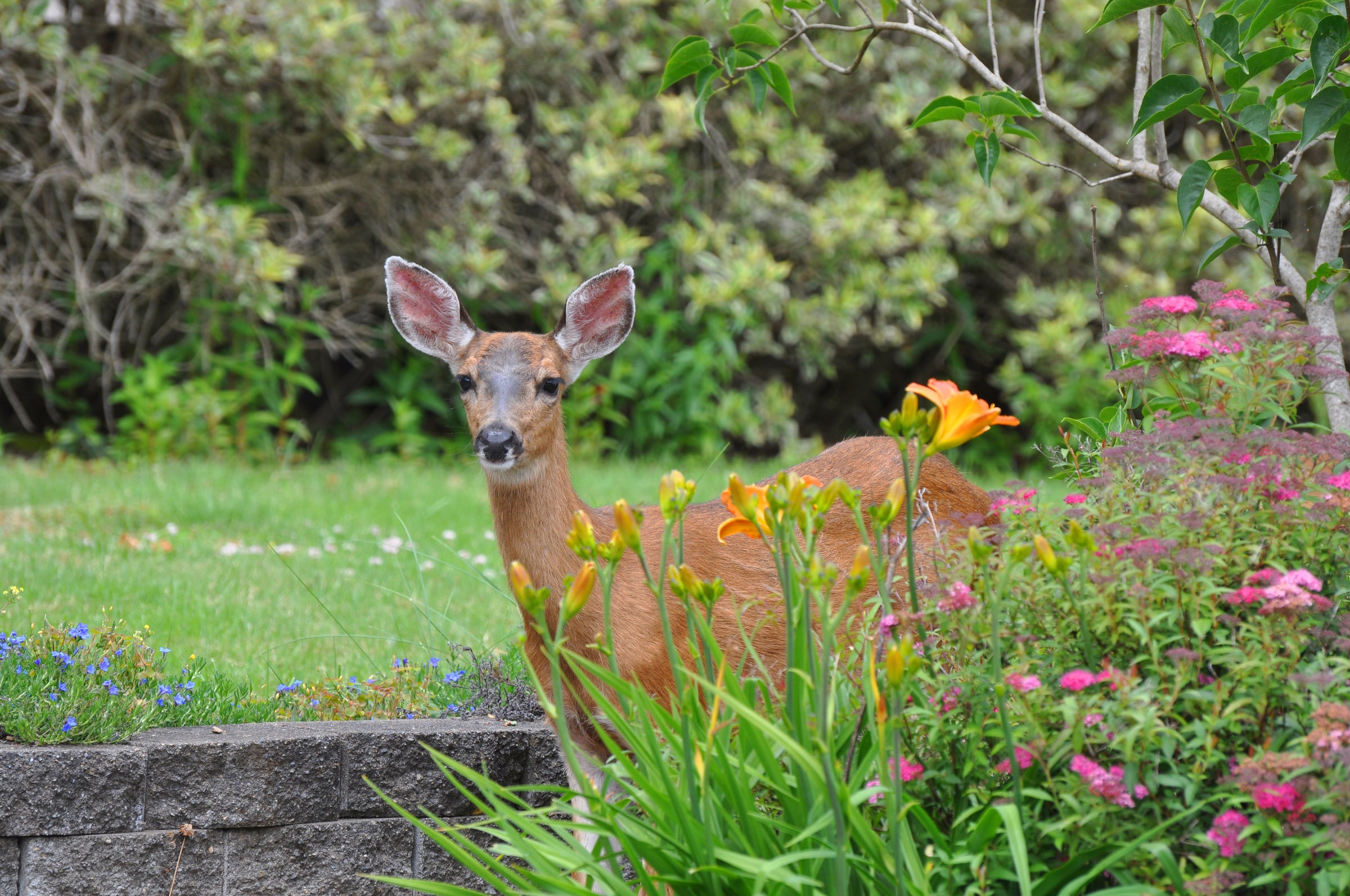 Deer Resistant Shrubs for Sale