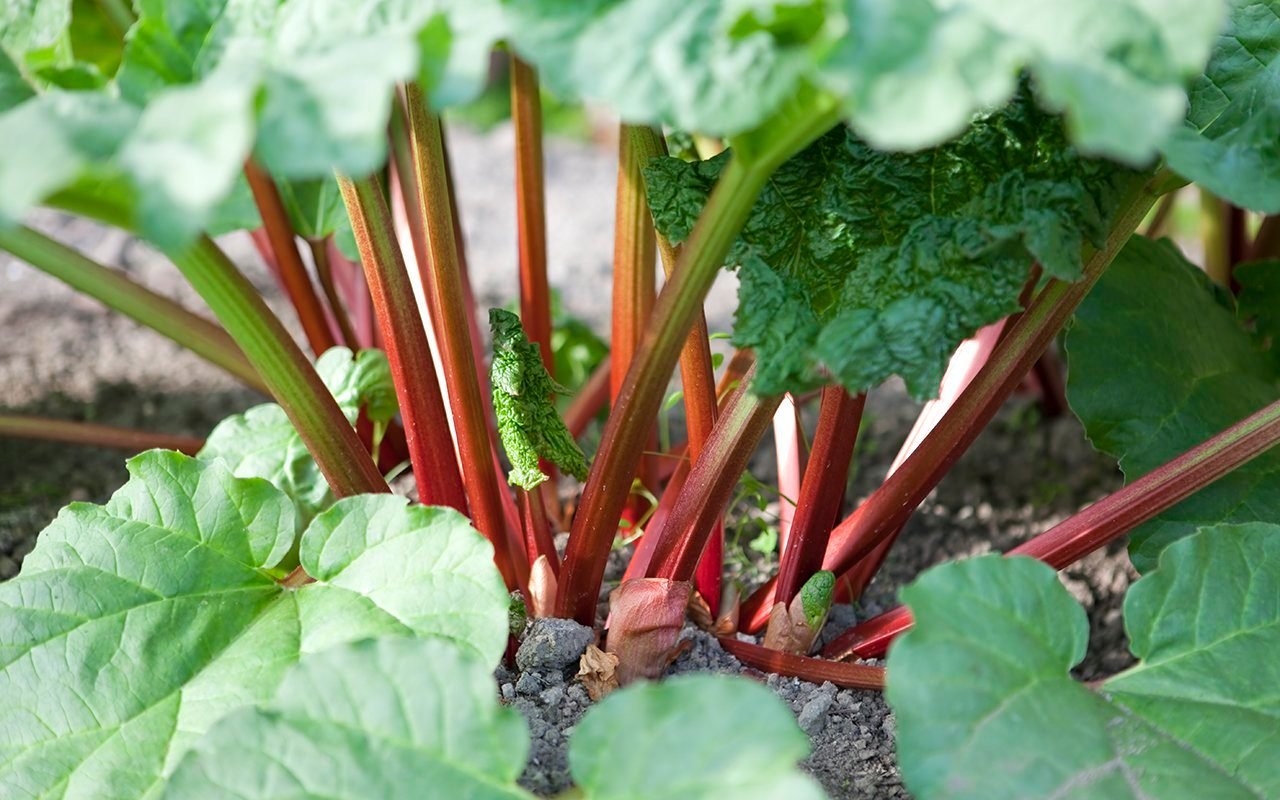 Rhubarb Plants for Sale