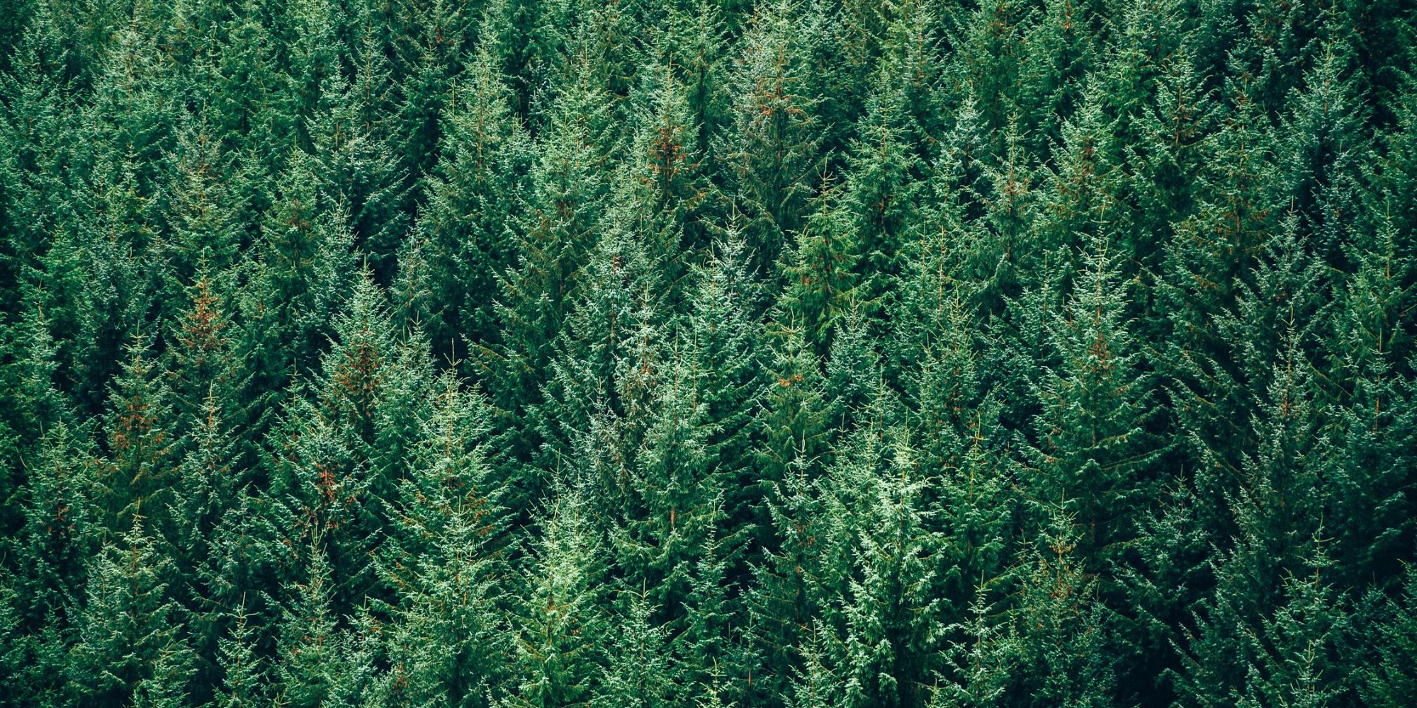 Evergreen Trees for Sale