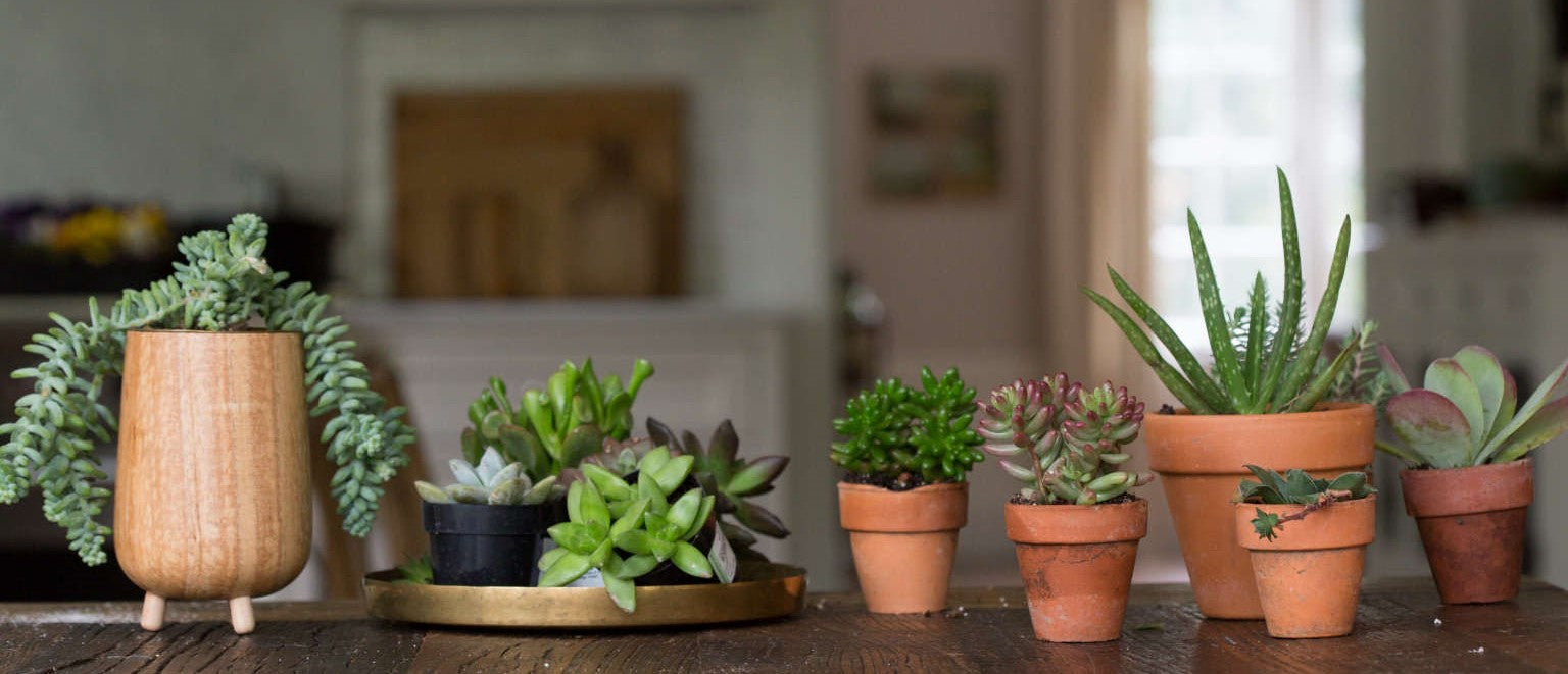 Succulents