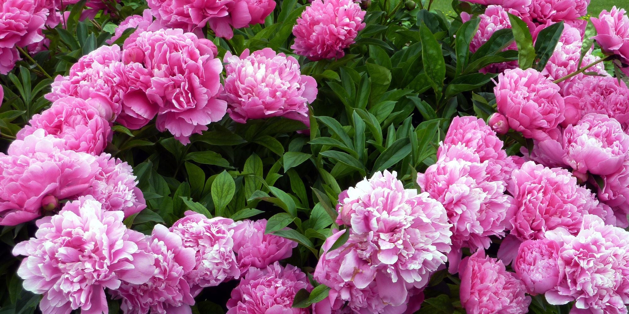 Tree Peonies for Sale