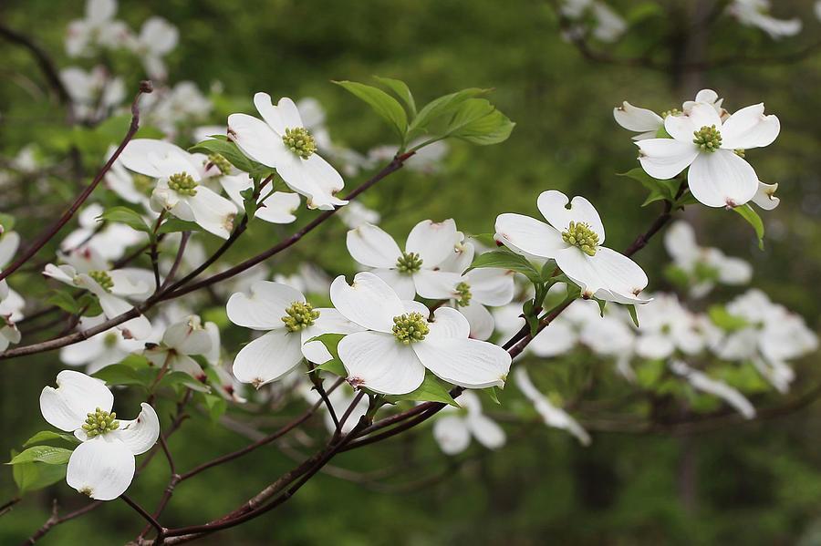 Dogwoods