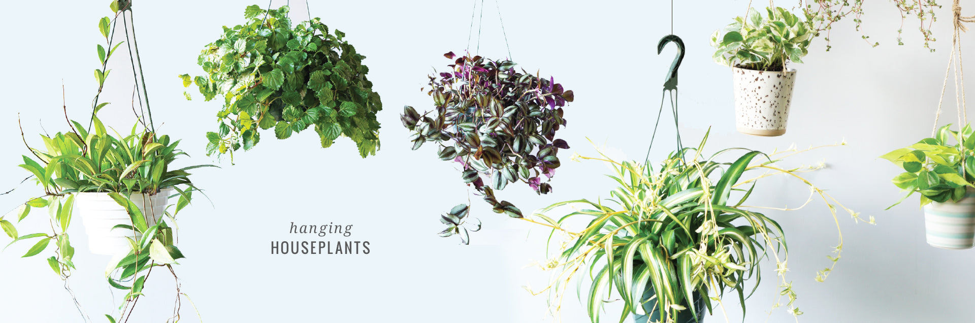 Trailing House Plants for Sale