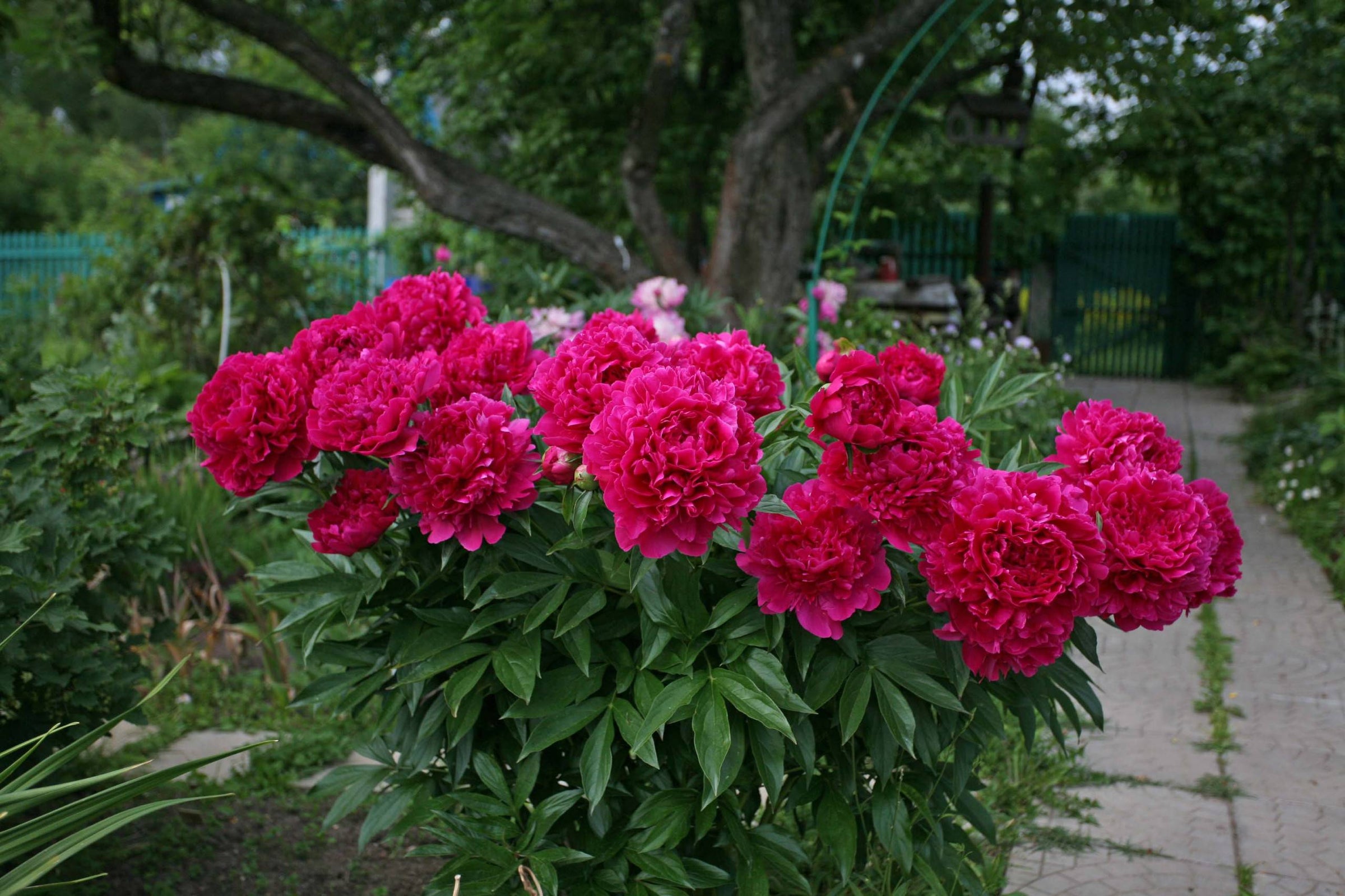 Fragrant Shrubs for Sale
