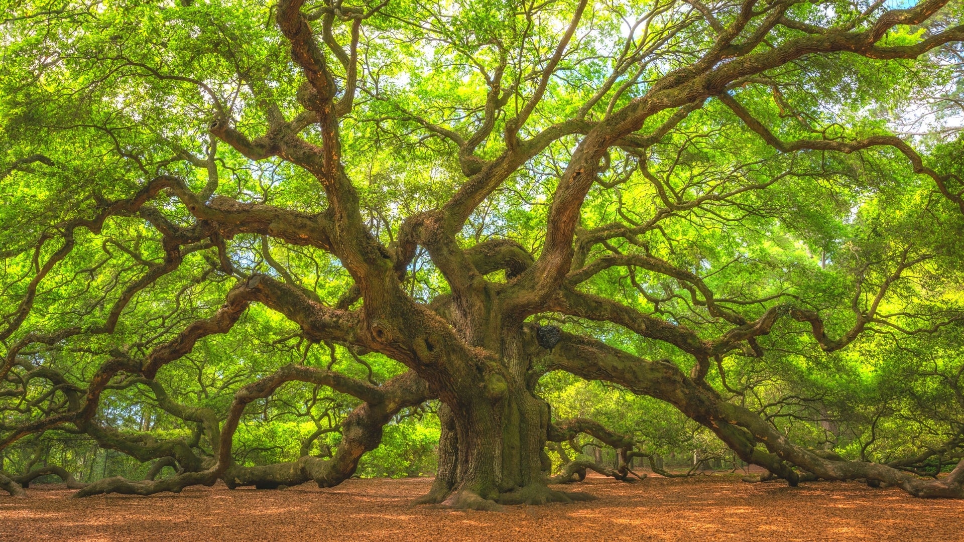 Oak Trees For Sale