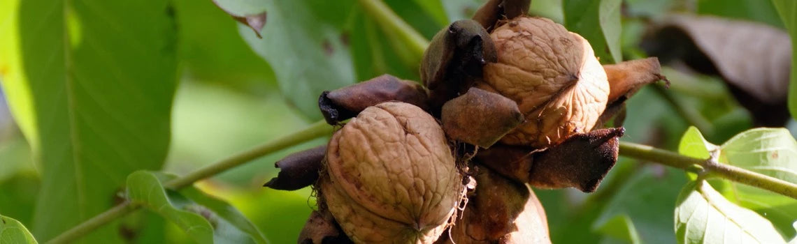 Native Fruit & Nut Trees for Sale