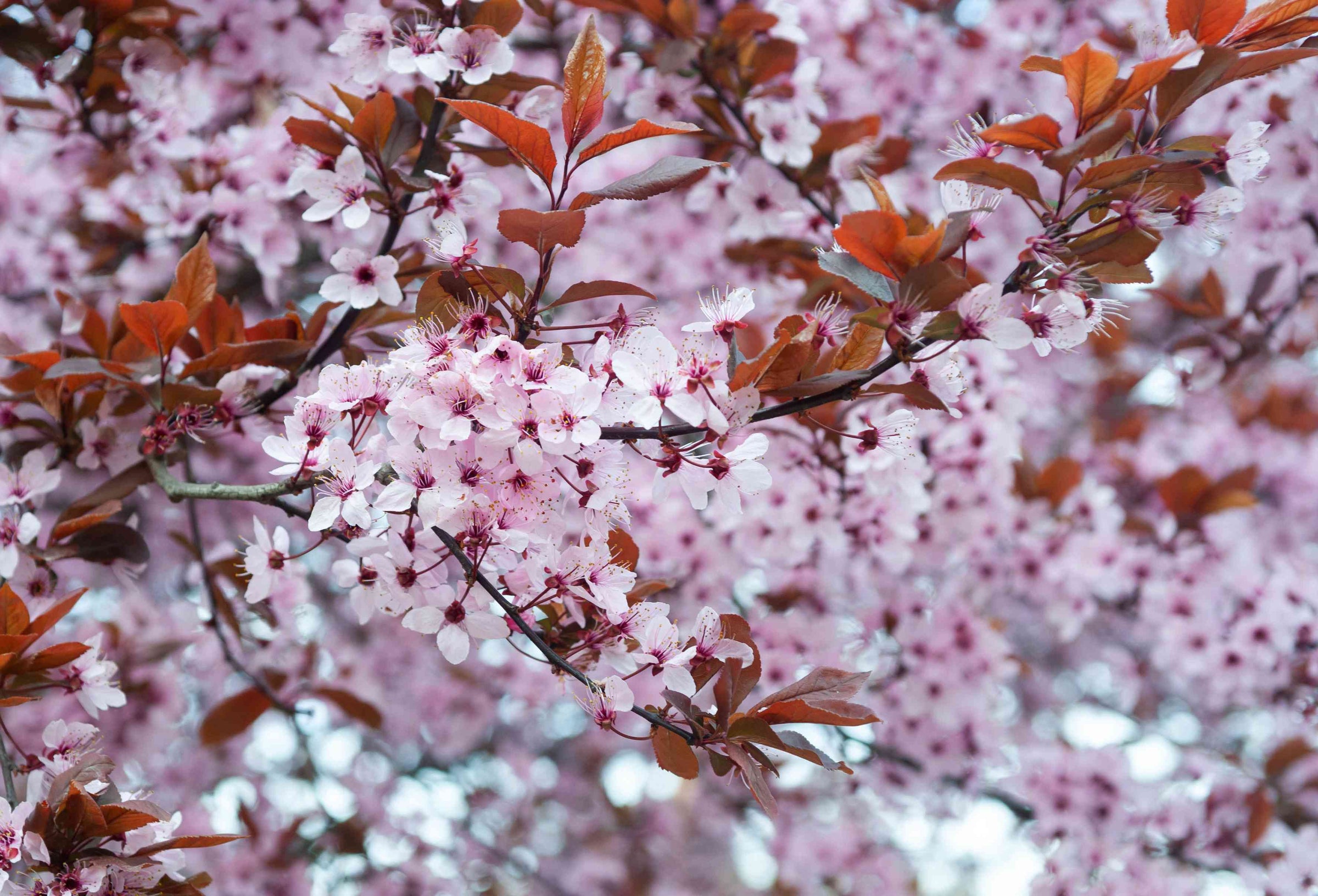 Drought Tolerant Shrubs