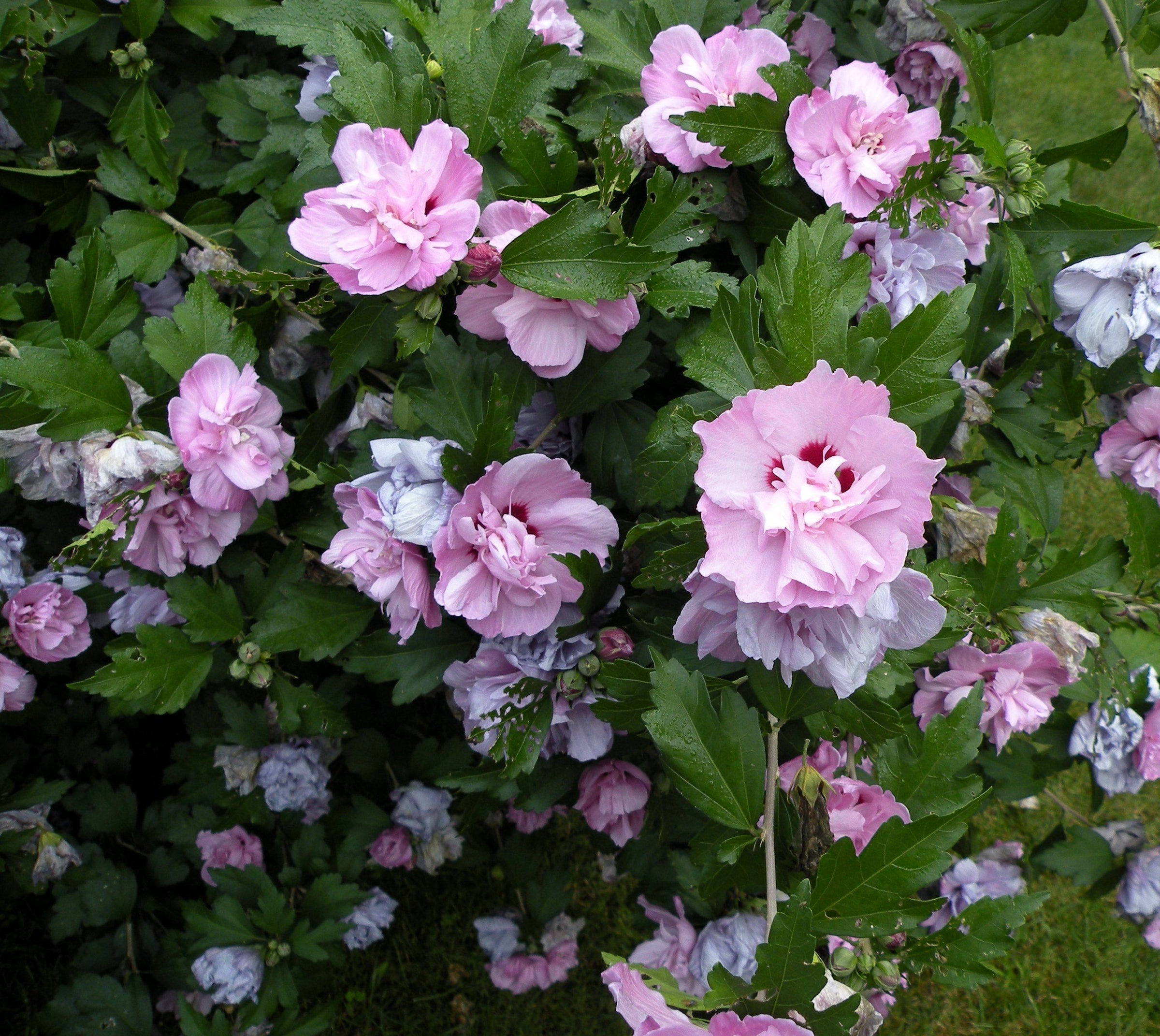 Rose of Sharon