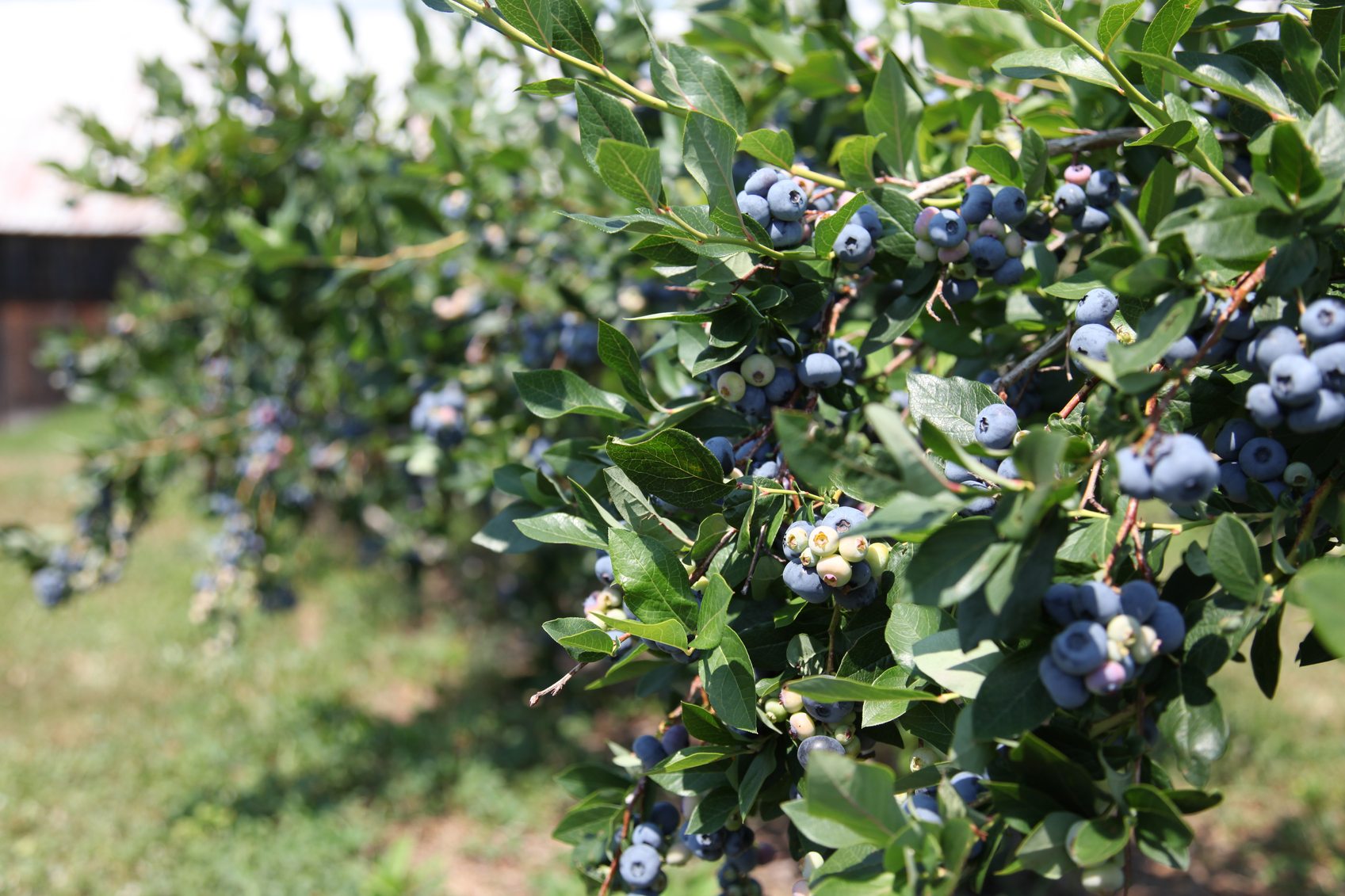 Blueberry Plants for Sale