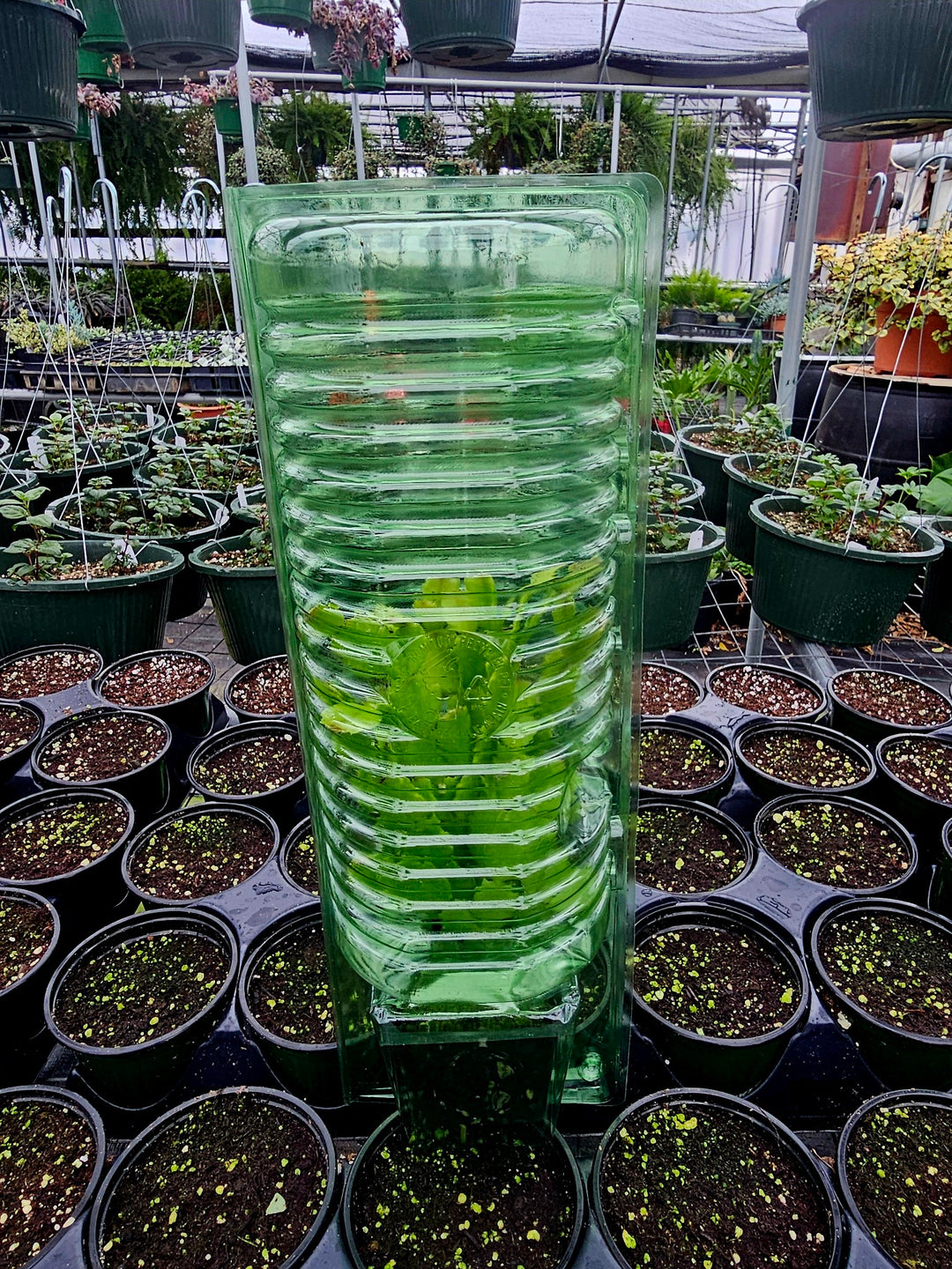 Peppermint  (Mentha × piperita)