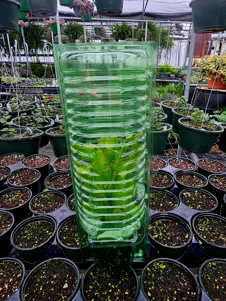 Peppermint  (Mentha × piperita)